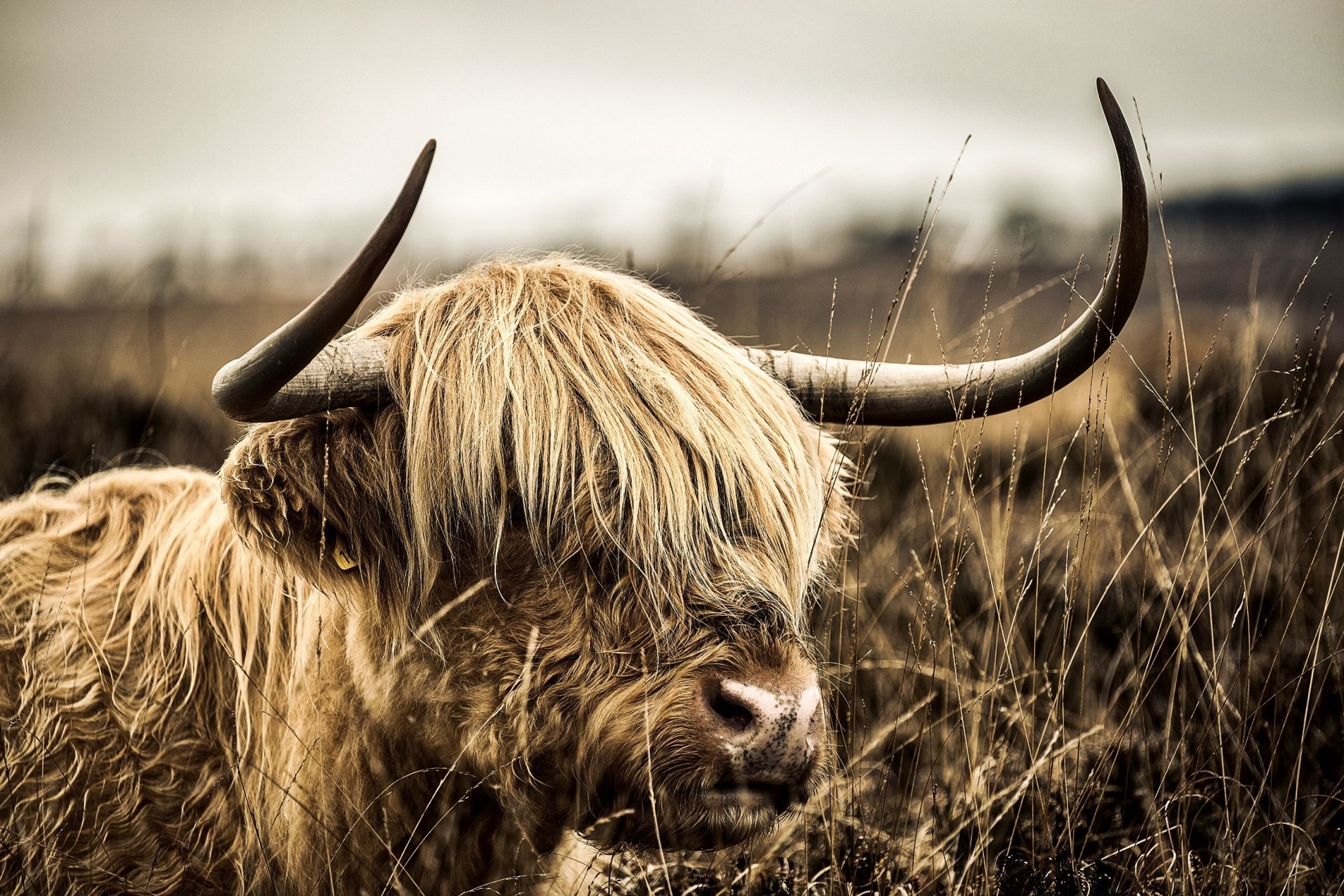 Highland Cattle Wallpaper HD 
