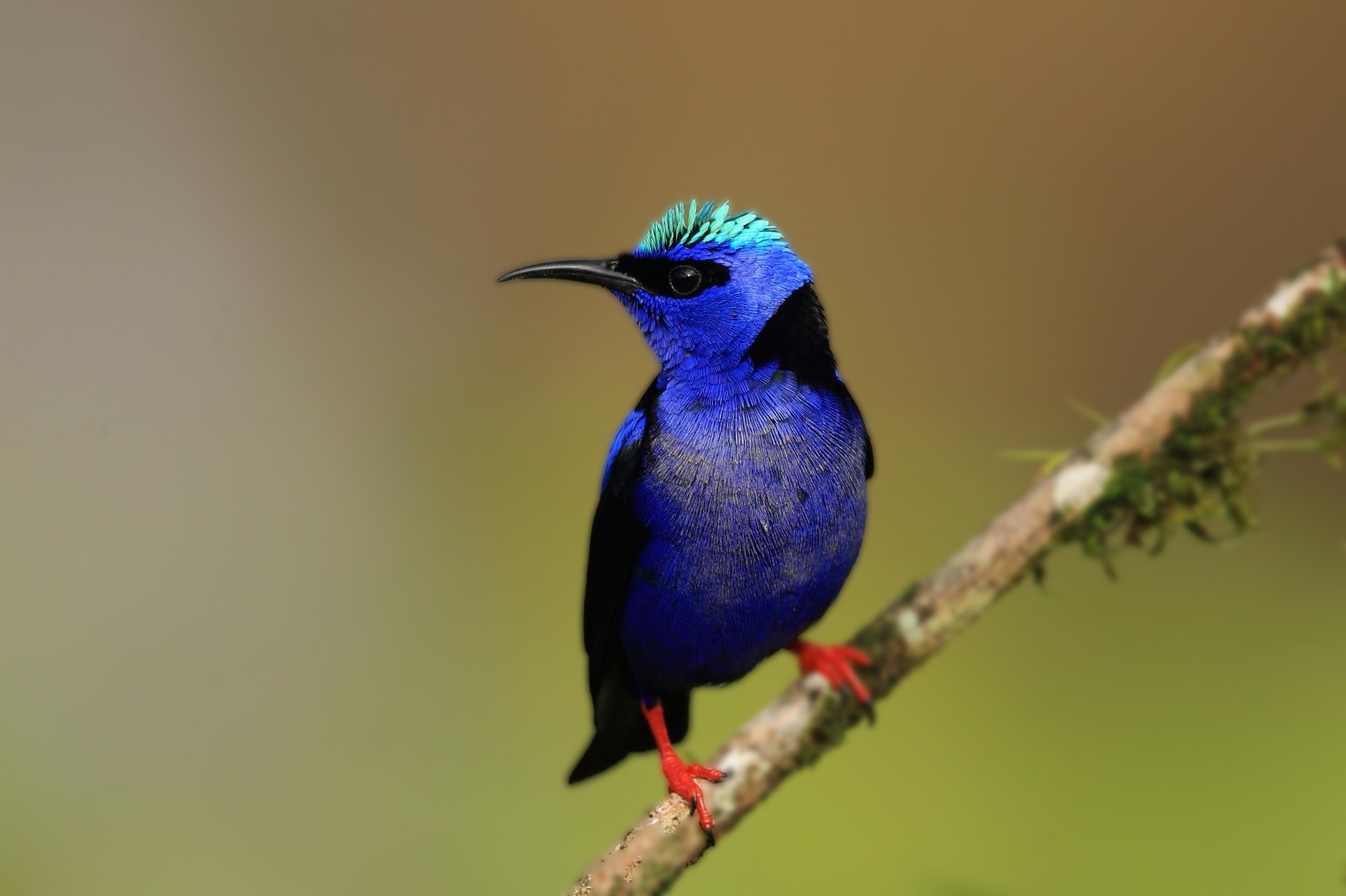 Honeycreeper Background HD Wallpapers 