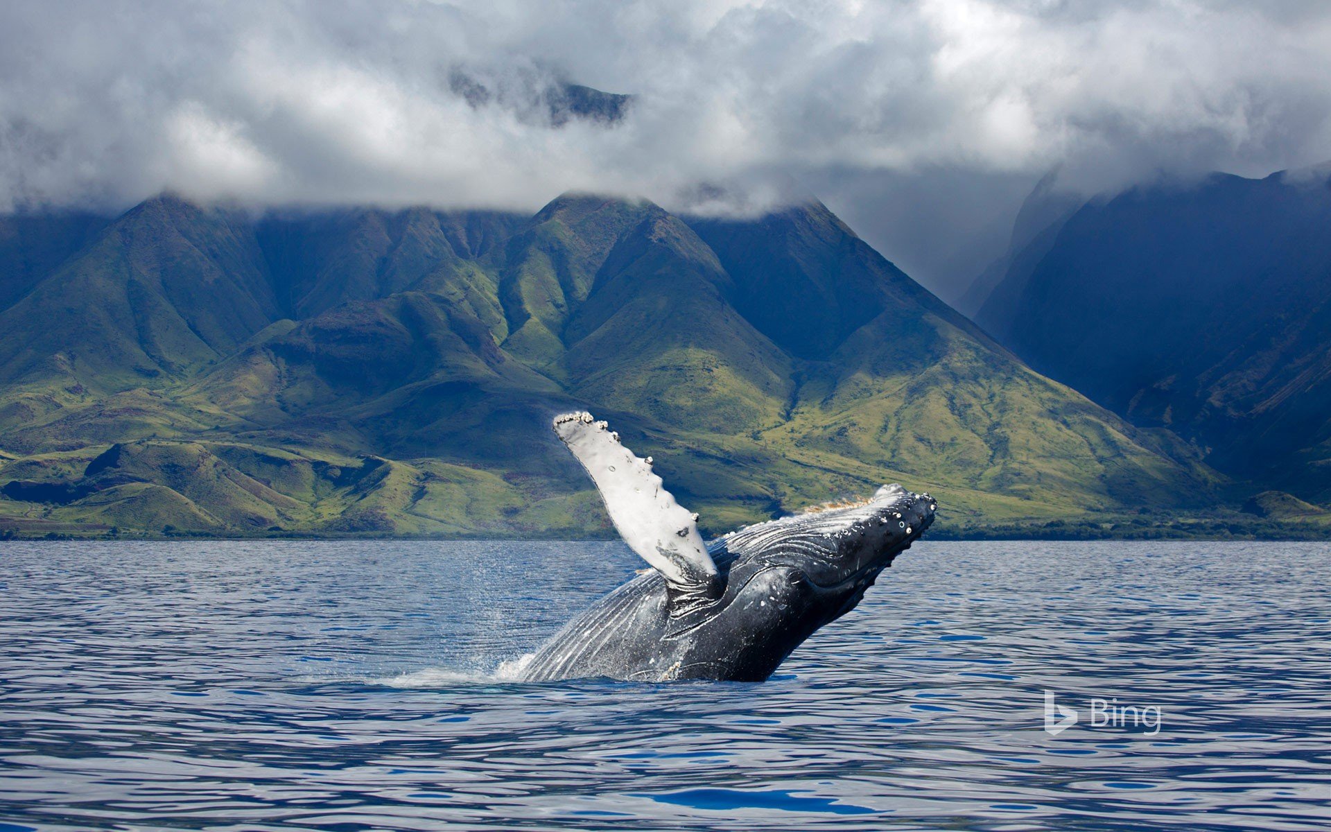 Humpback Whale Background HD Wallpapers 