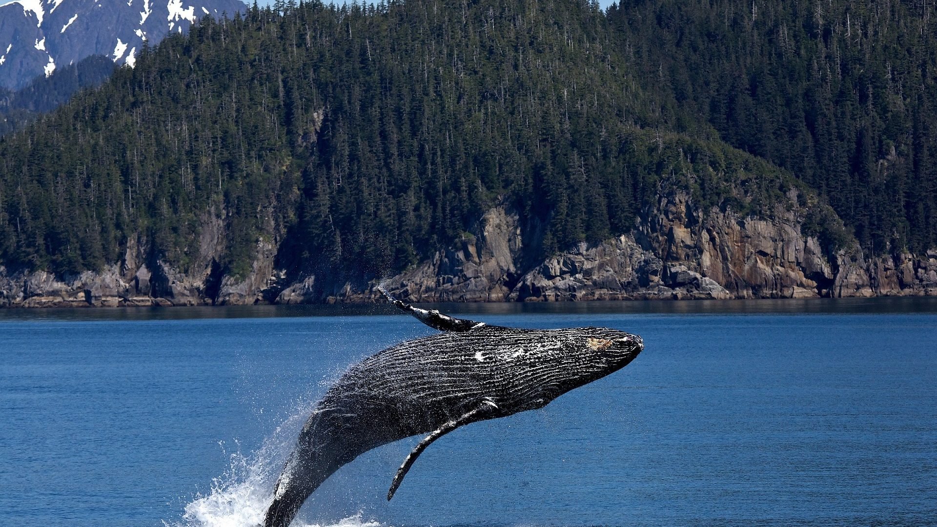 Humpback Whale Background Wallpapers 