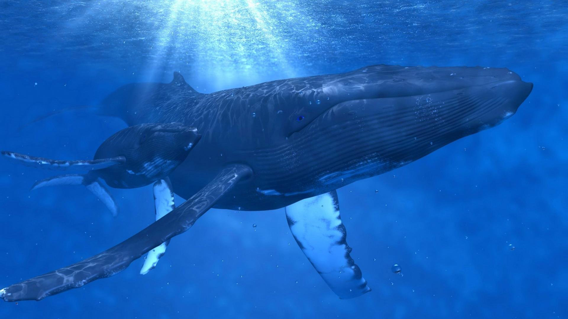 Humpback Whale Best HD Wallpaper 