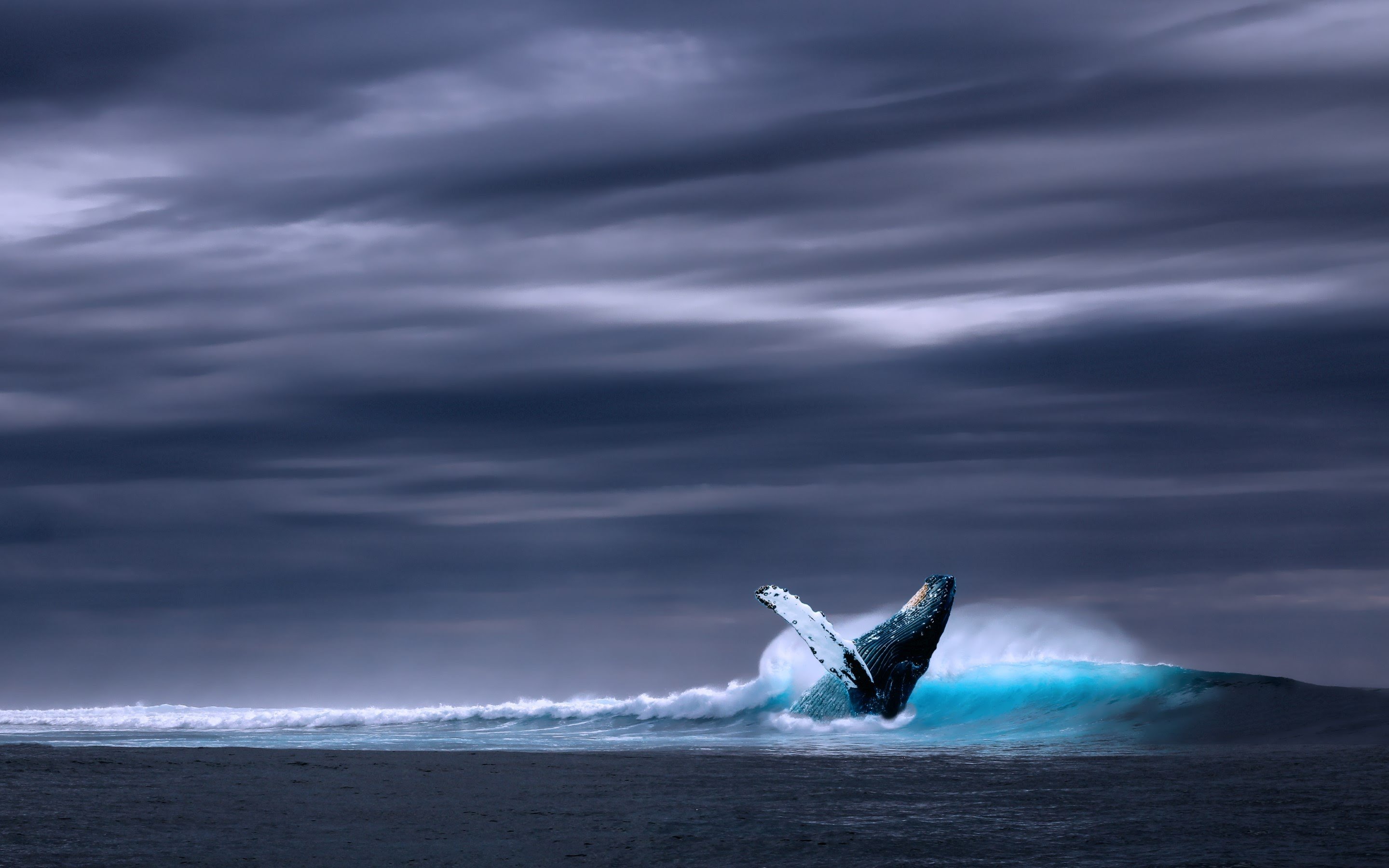 Humpback Whale Desktop Widescreen Wallpaper 