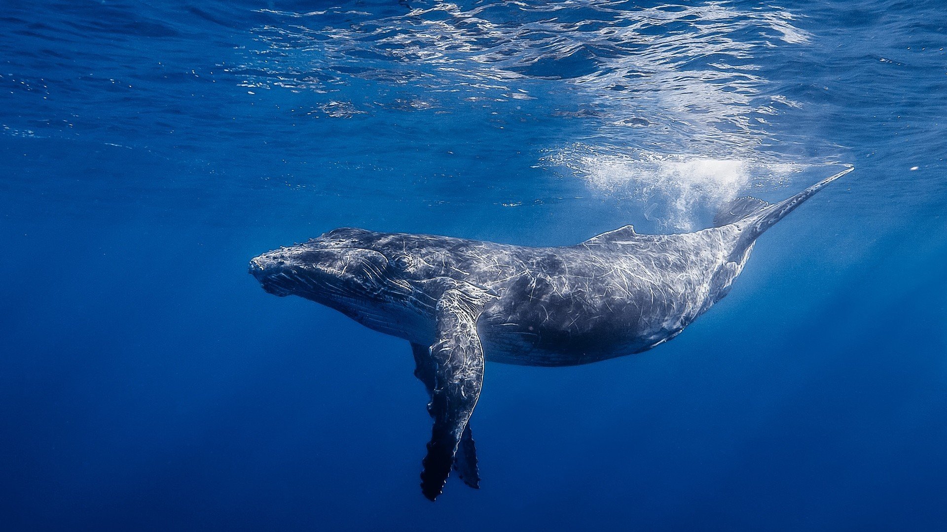Humpback Whale HD Wallpaper 