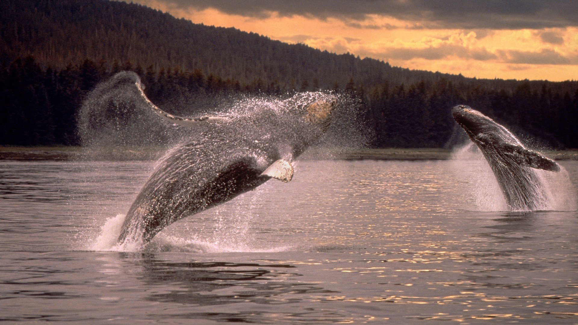Humpback Whale HD Wallpapers 
