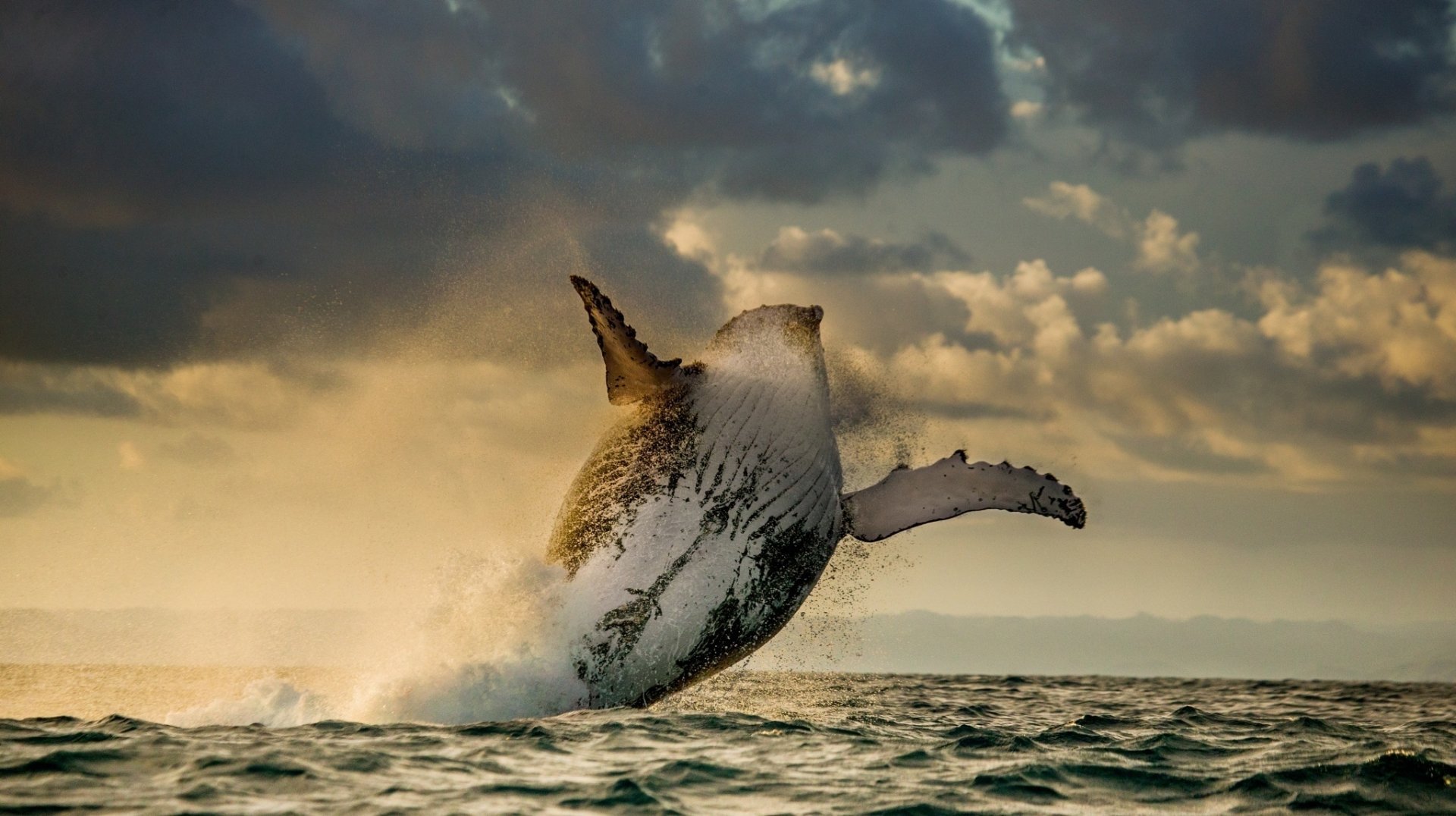 Humpback Whale High Definition Wallpaper 