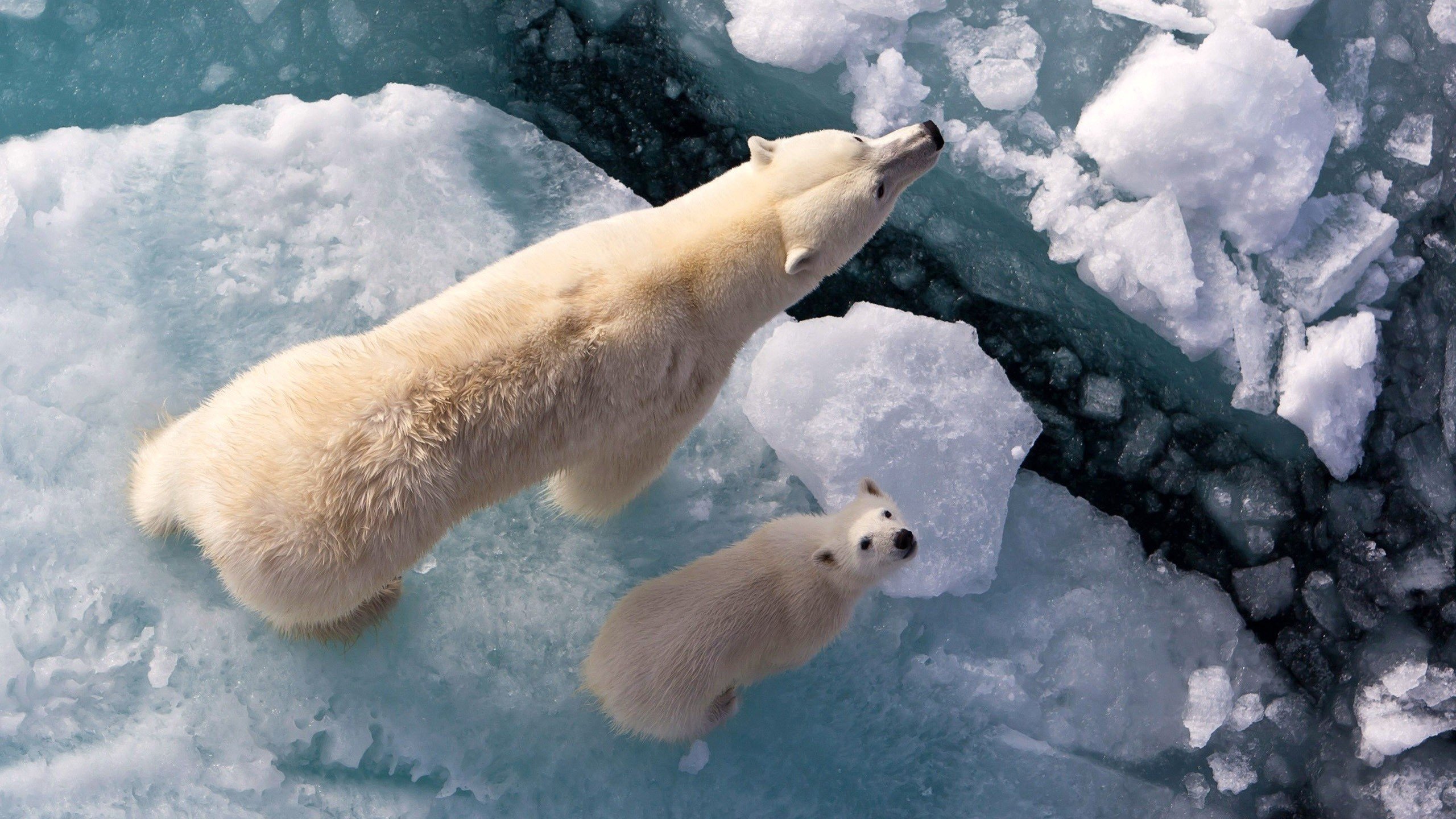 Ice Polar Bear Wallpaper 2560x1440 
