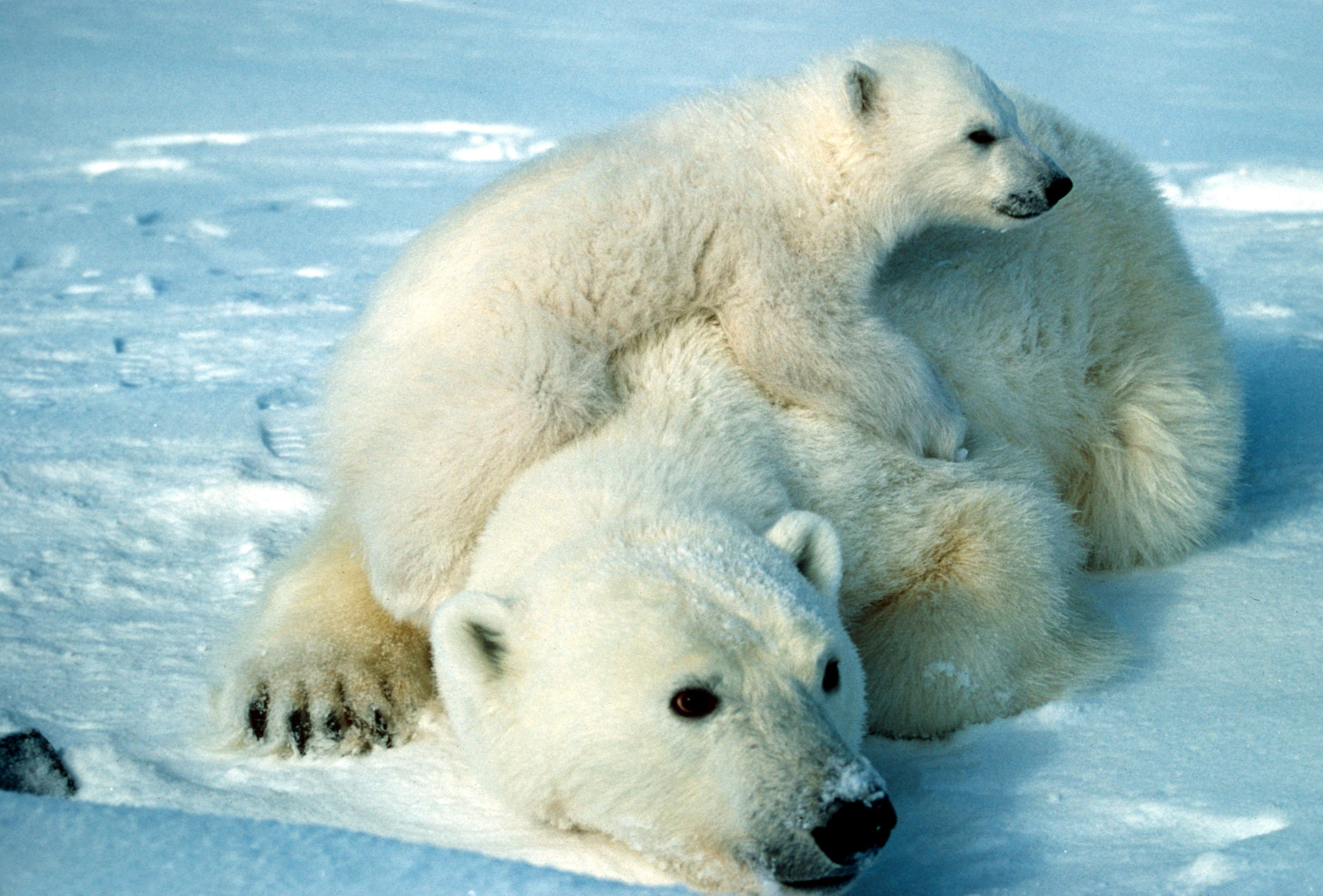 Ice Polar Bear Wallpaper 3791x2567 