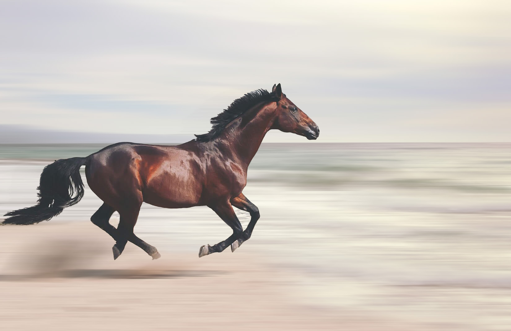 Irish Thoroughbred Horse Best HD Wallpaper 