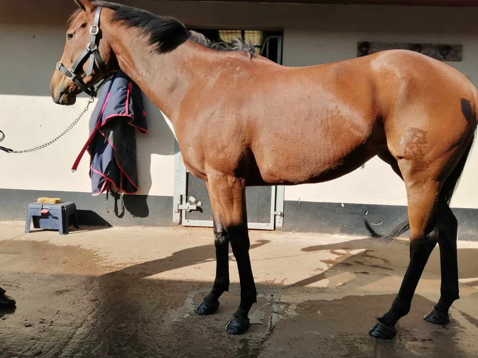 Irish Thoroughbred Horse High Definition Wallpaper 