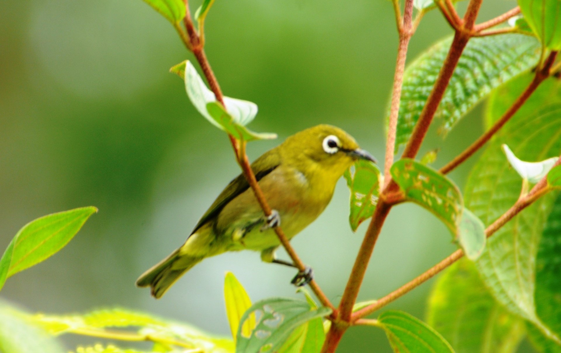 Japanese White Eye Background HD Wallpapers 