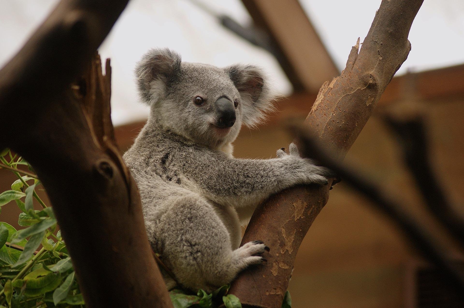 Koala HD Background Wallpaper 