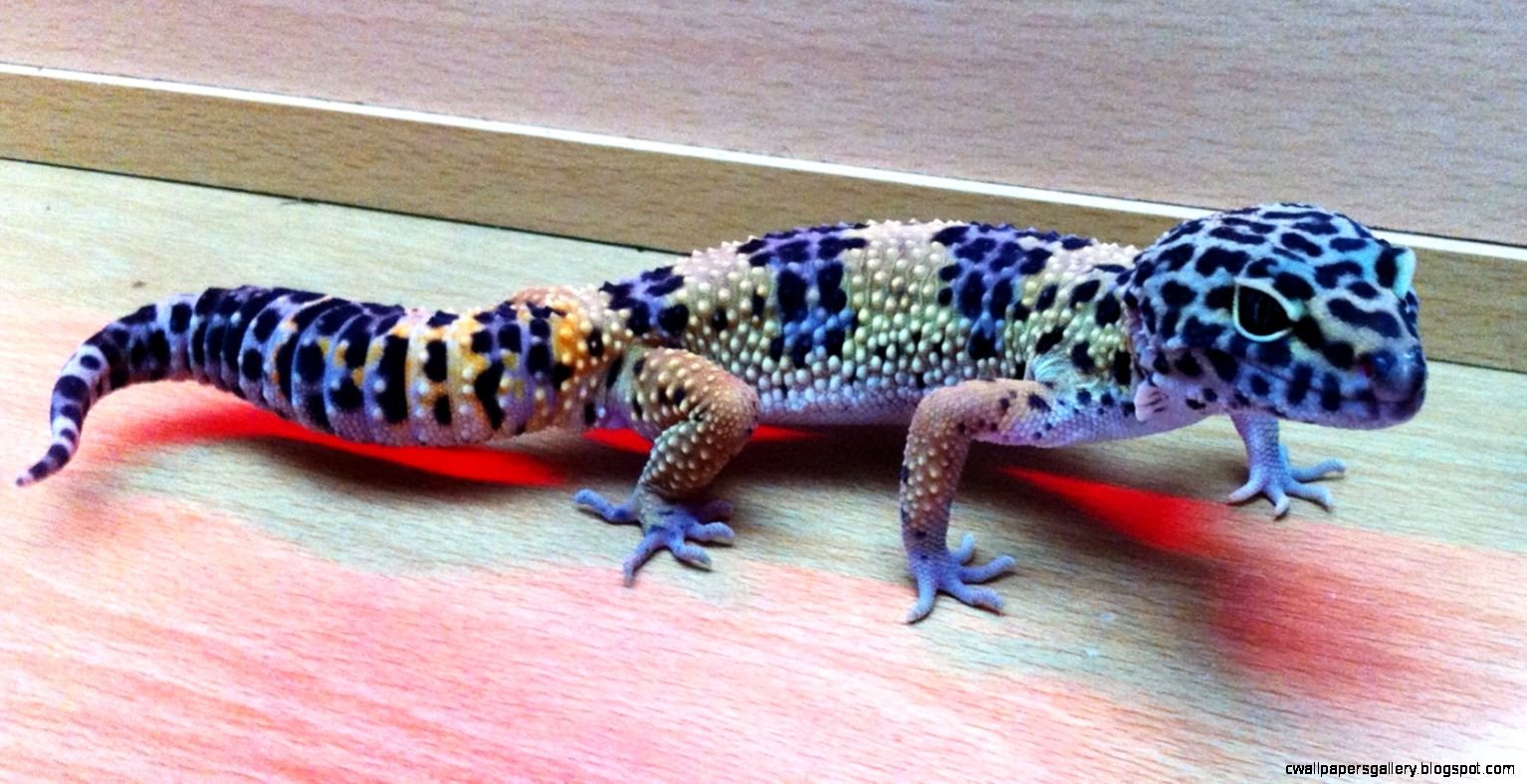 Leopard Gecko Best Wallpaper 