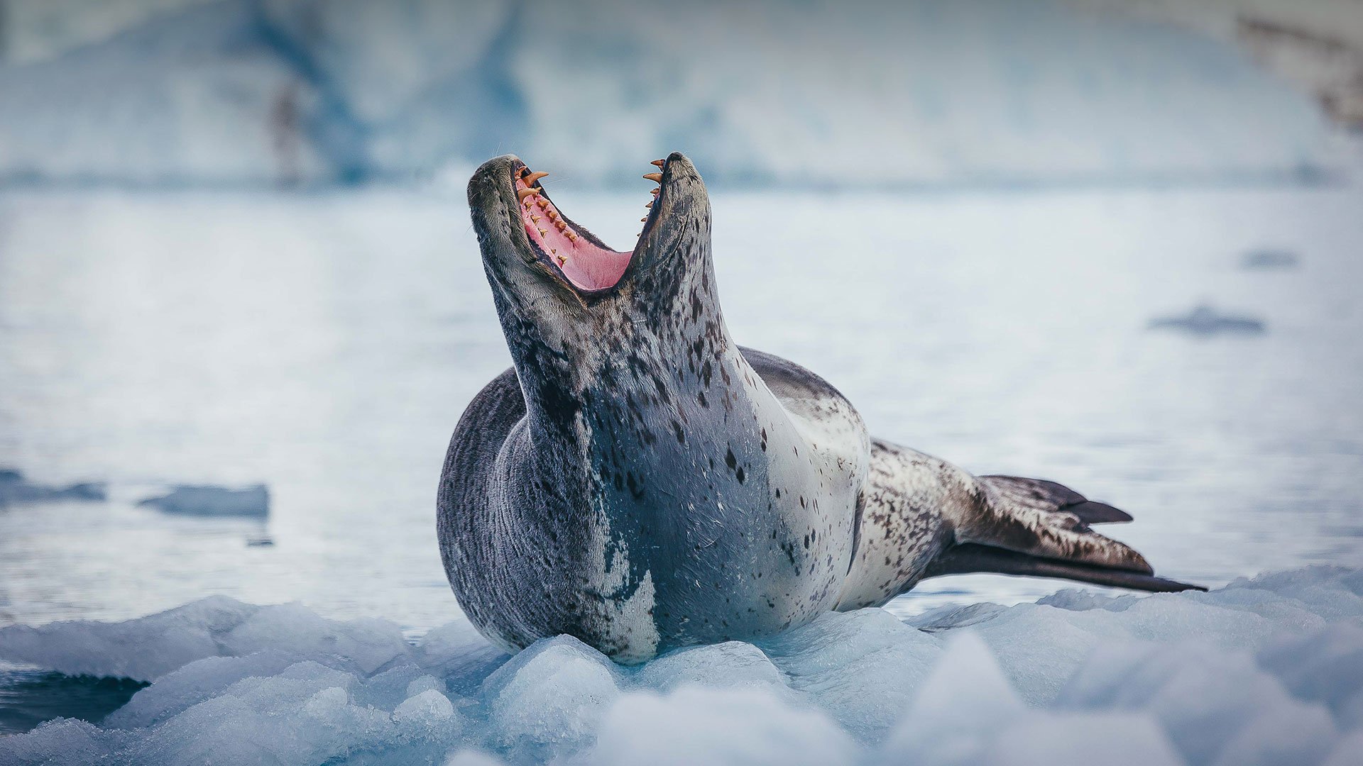 Leopard Seal Background Wallpapers 