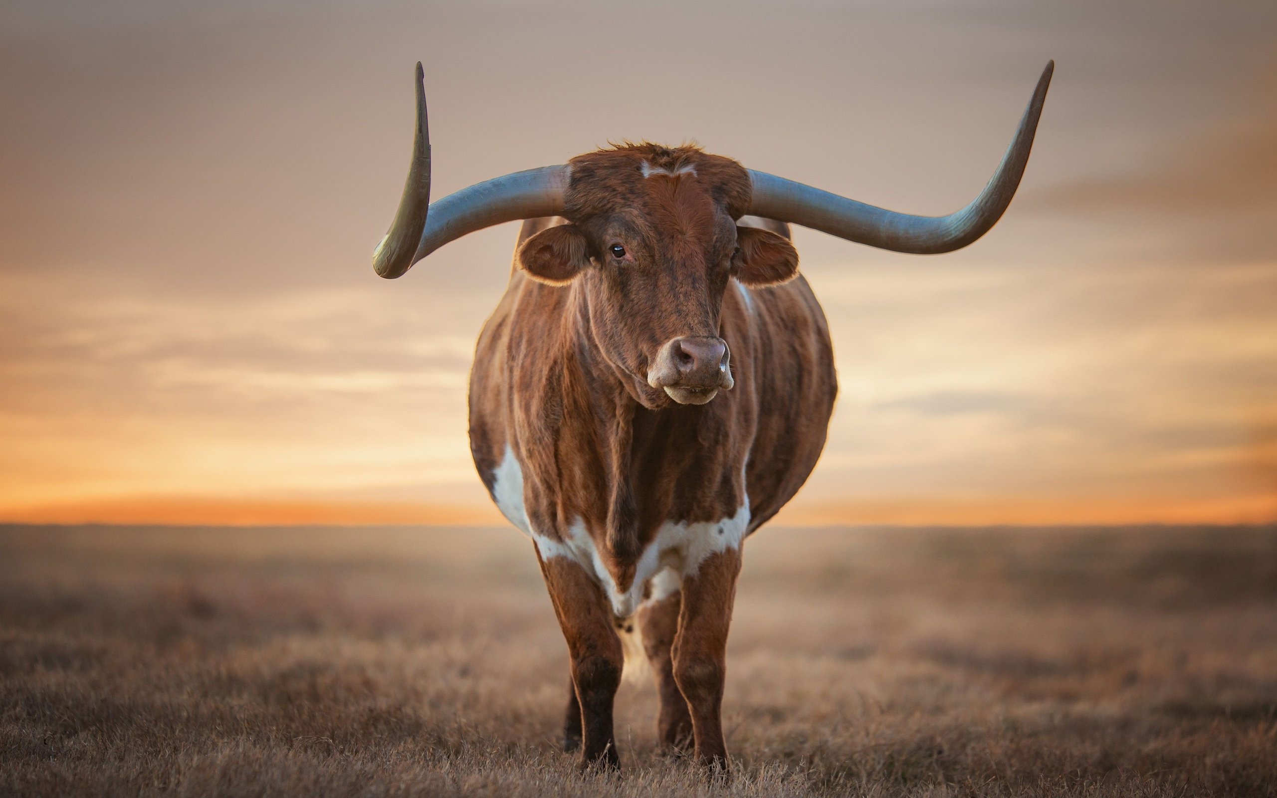 Longhorn Cattle Background Wallpapers 
