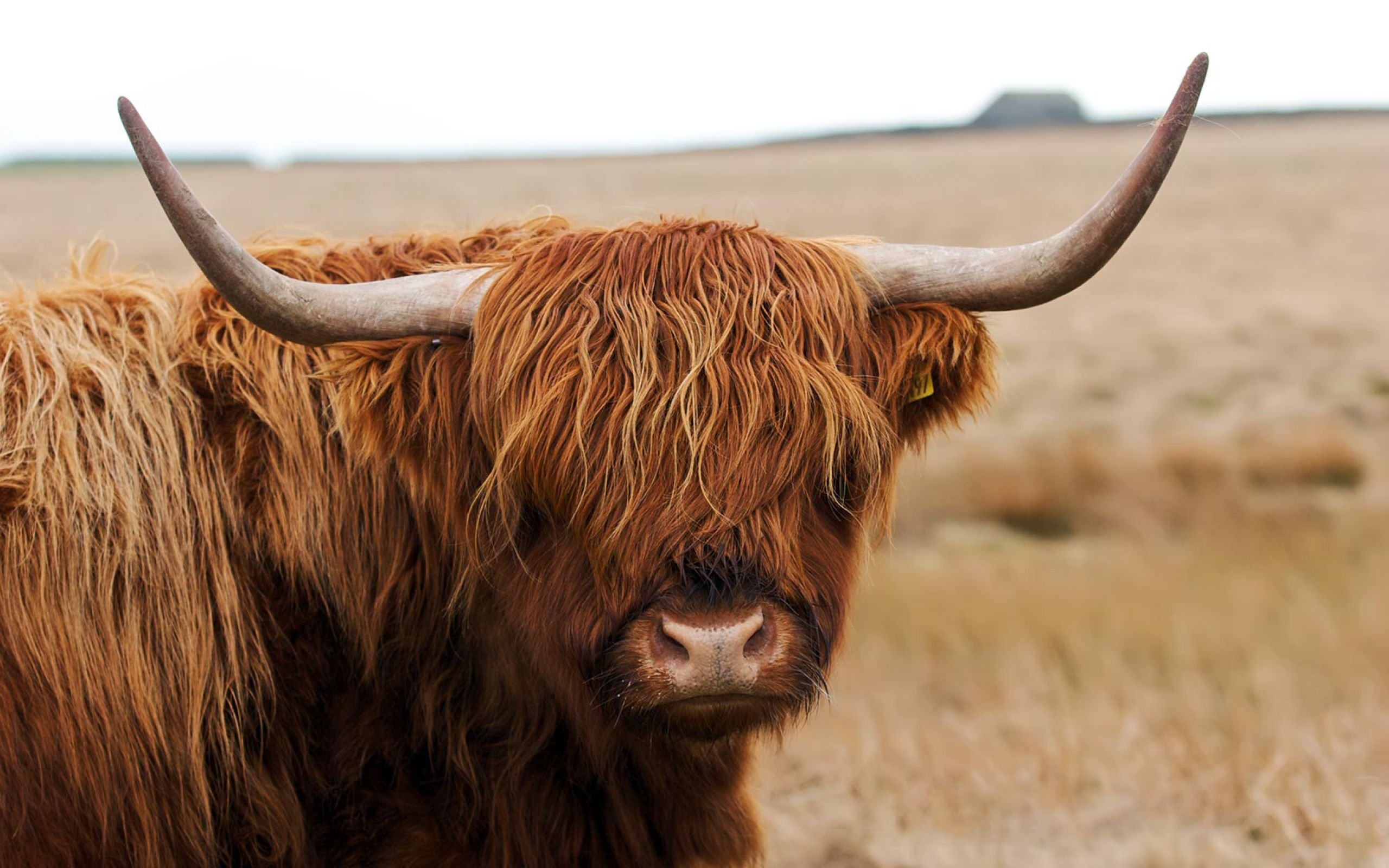 Longhorn Cattle Best HD Wallpaper 
