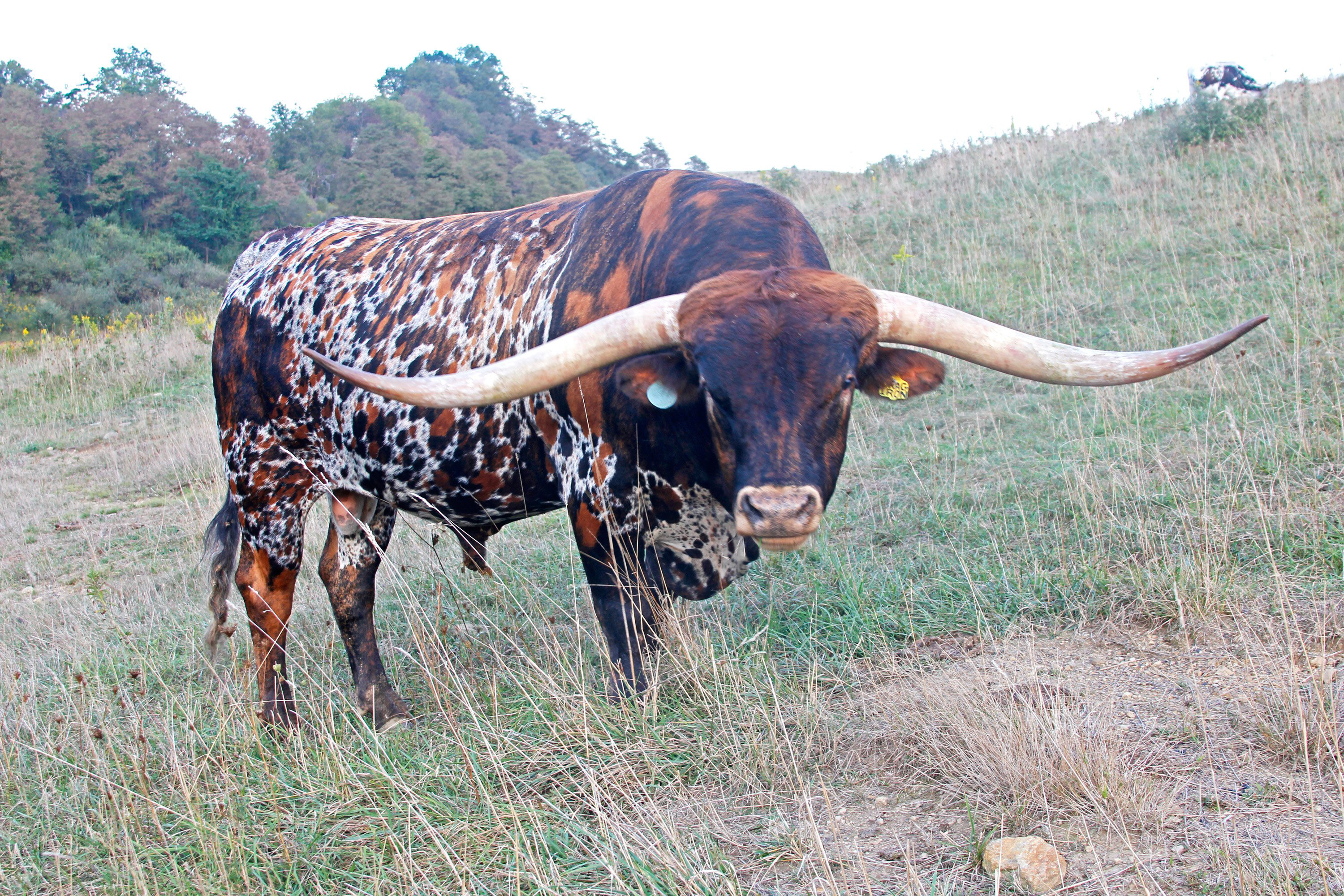 Б г бык. Техас лонгхорн порода коров. Техасский бык лонгхорн. Техас Лонгхорнс бык. Породы Техасский лонгхорн.