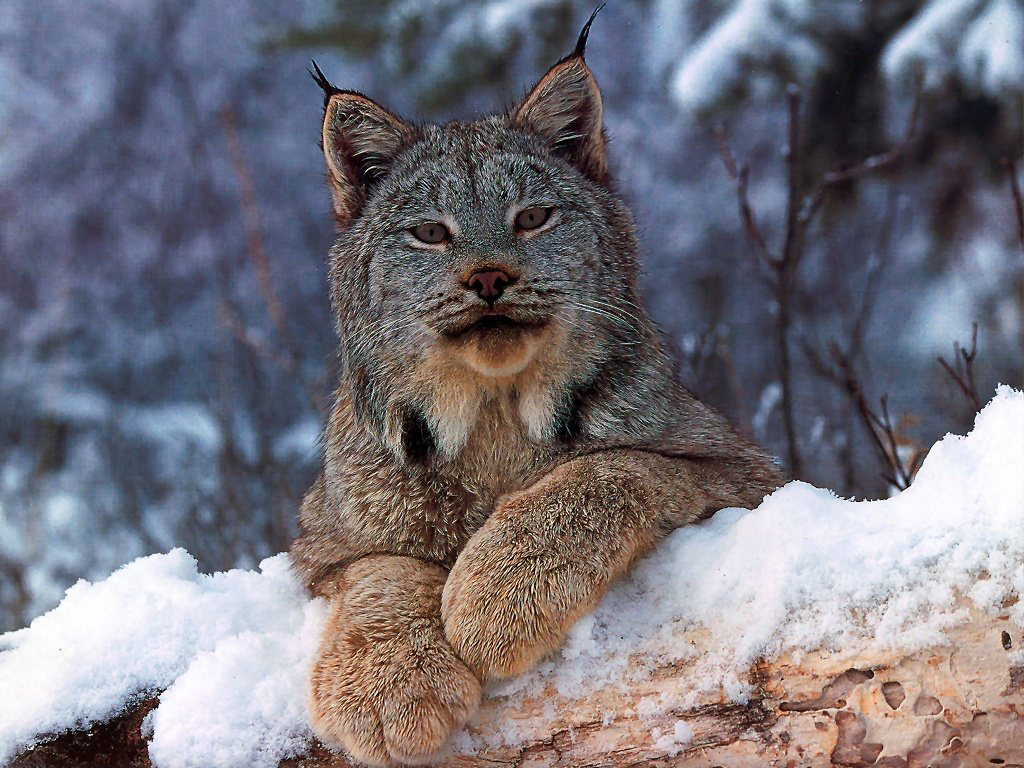 Lynx Wallpaper.