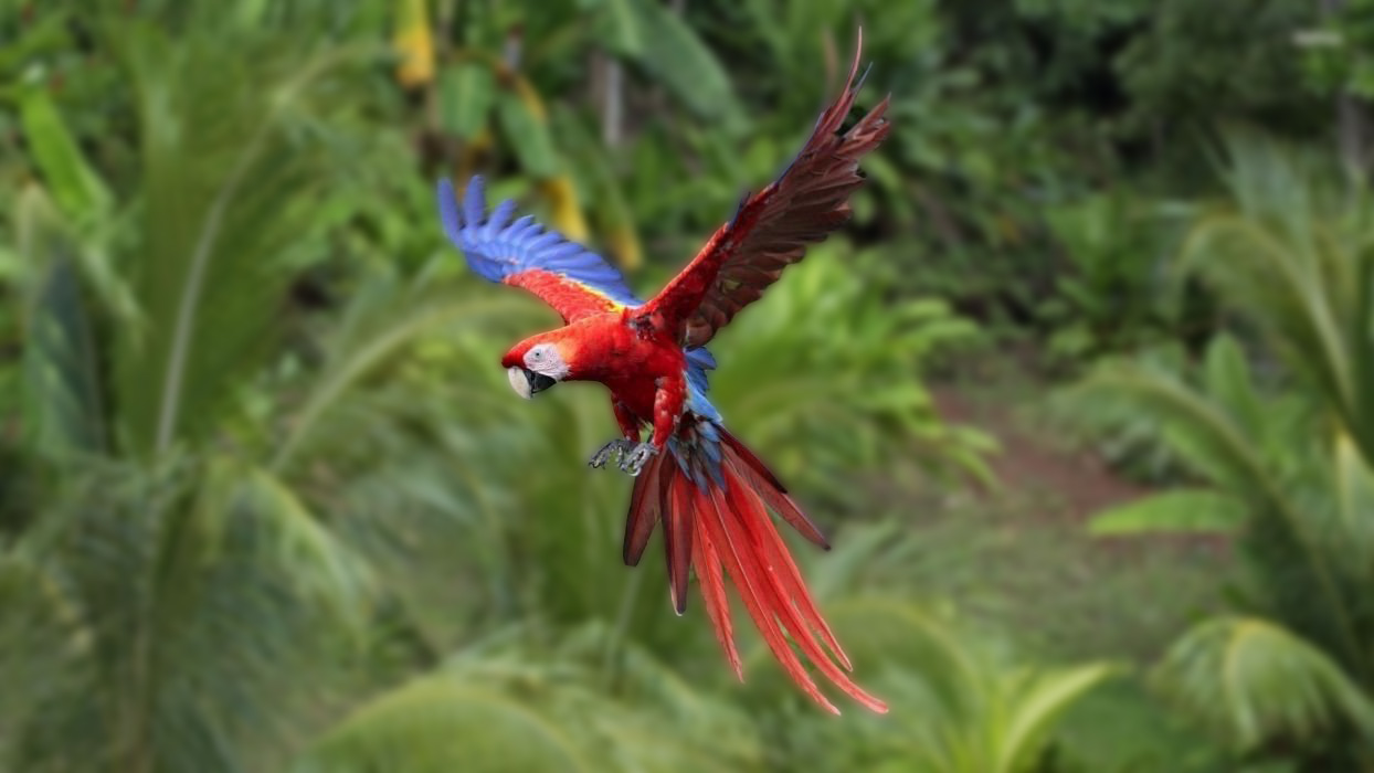 Macaw Background Wallpaper 