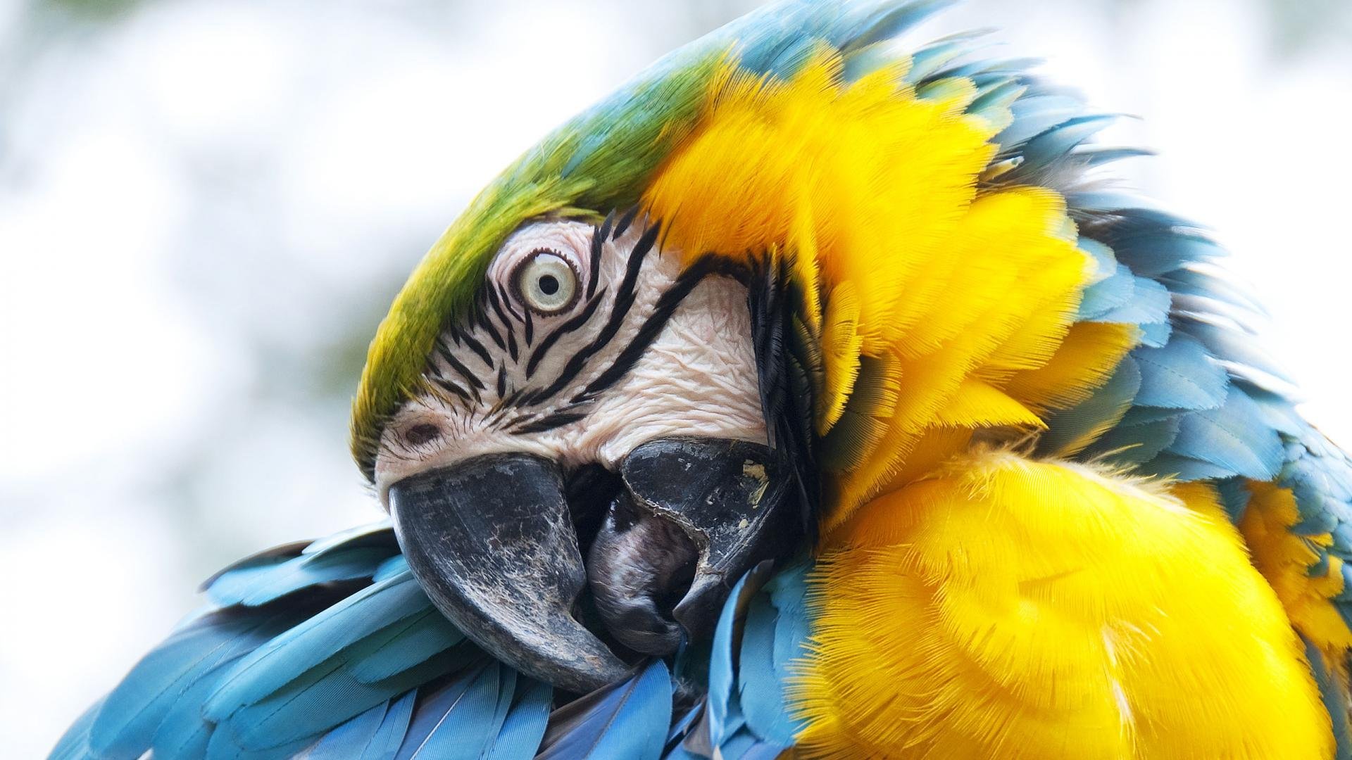Macaw Best HD Wallpaper 