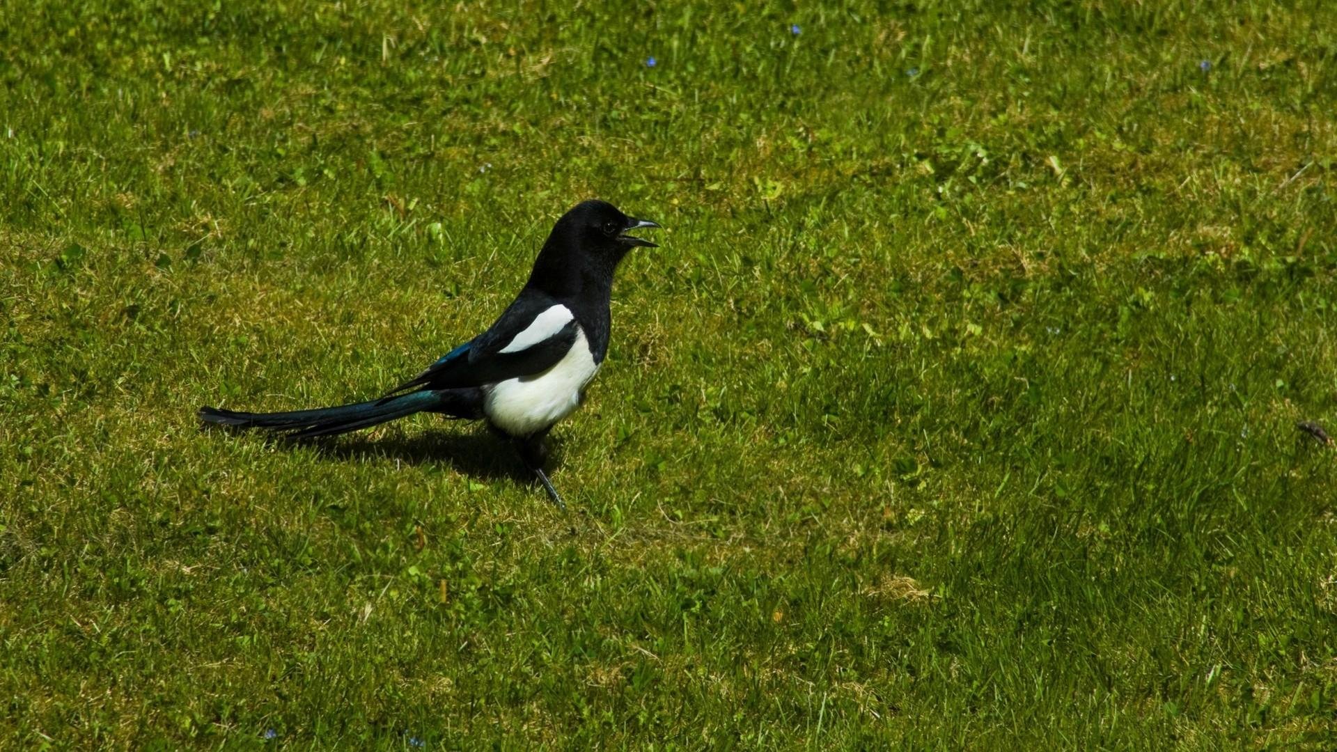 Magpie Background Wallpapers 