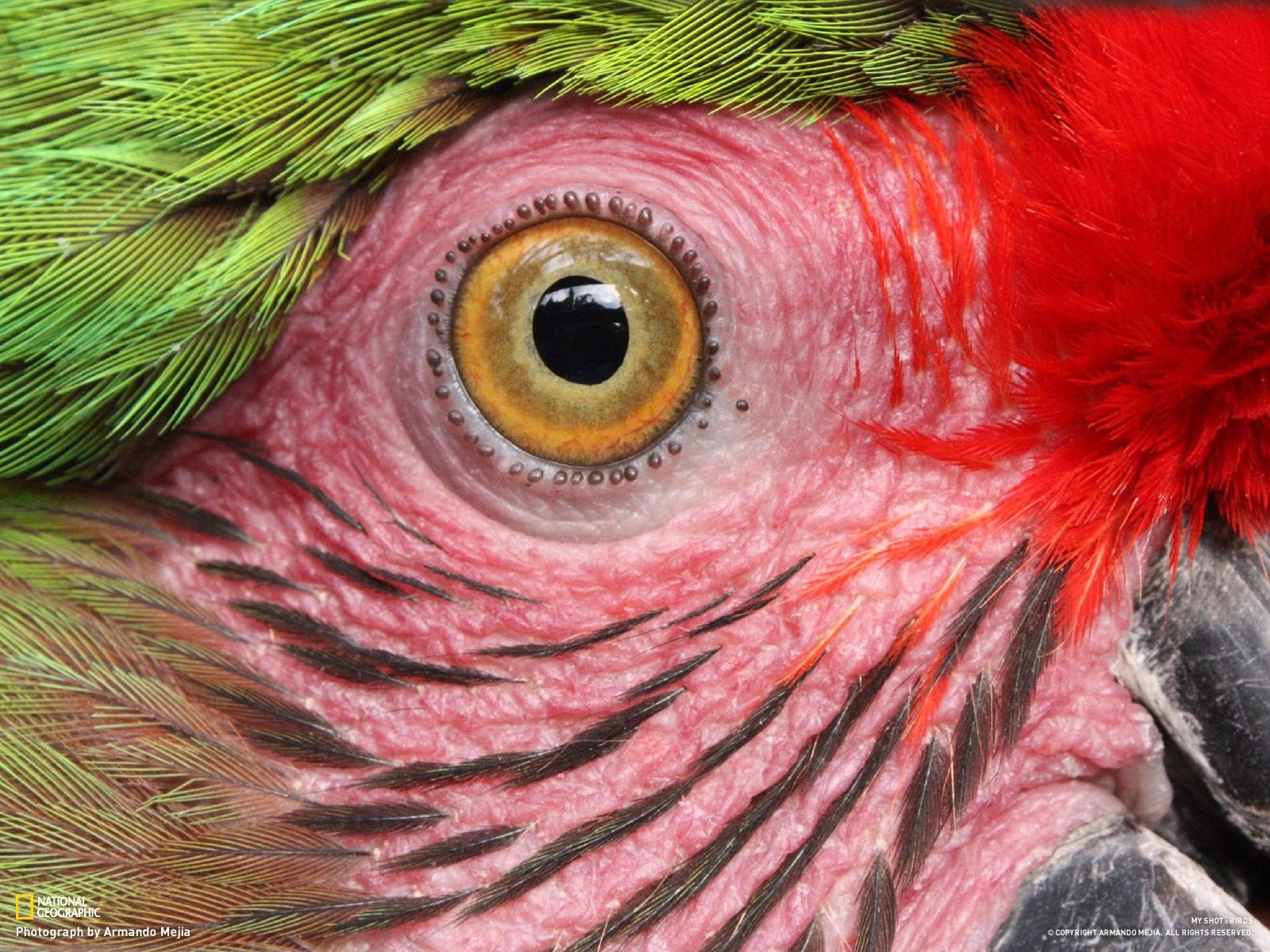 Цвет глаз птиц