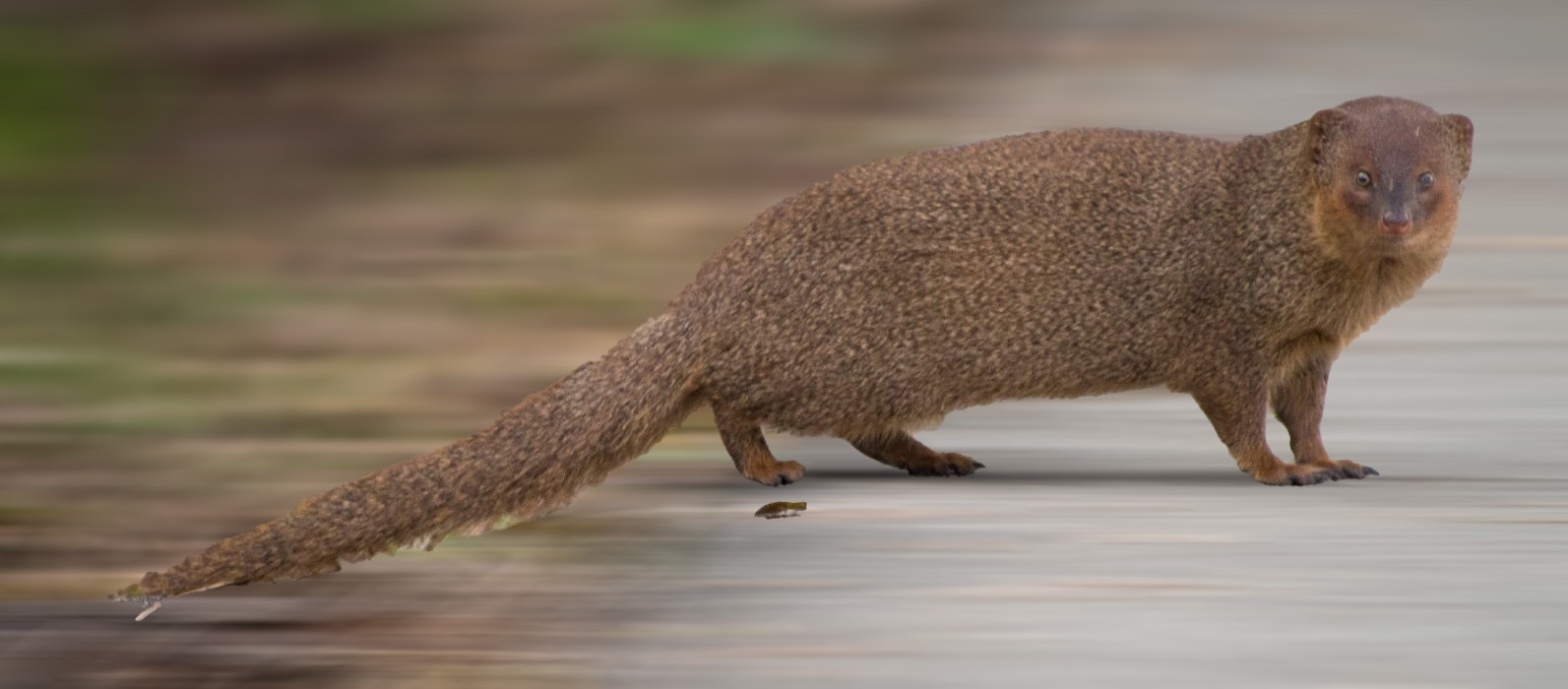 548 Indian Grey Mongoose Images, Stock Photos, 3D objects, & Vectors |  Shutterstock