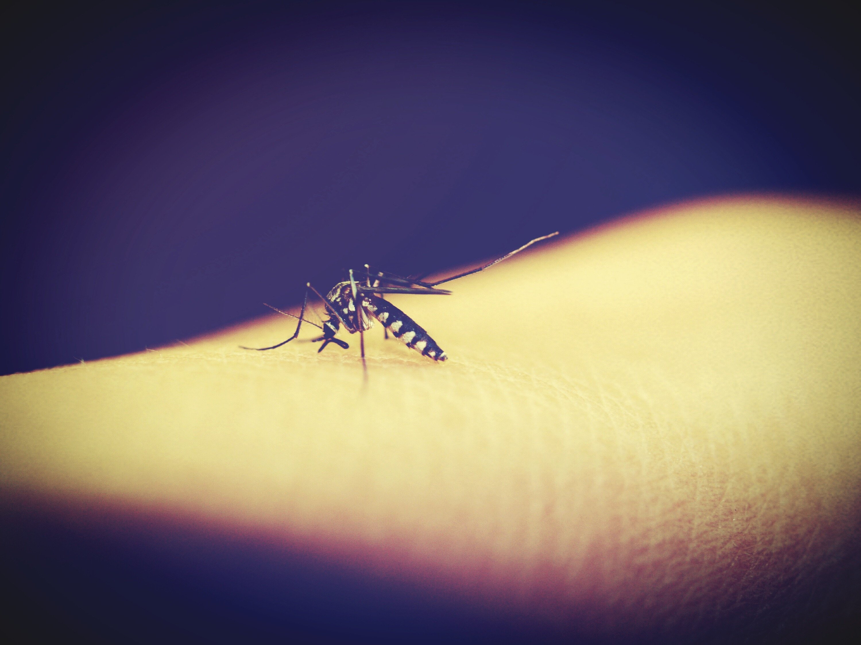 Комары к чему снятся в большом количестве. Комар. Комар фото. Москиты. Малярийный комар.