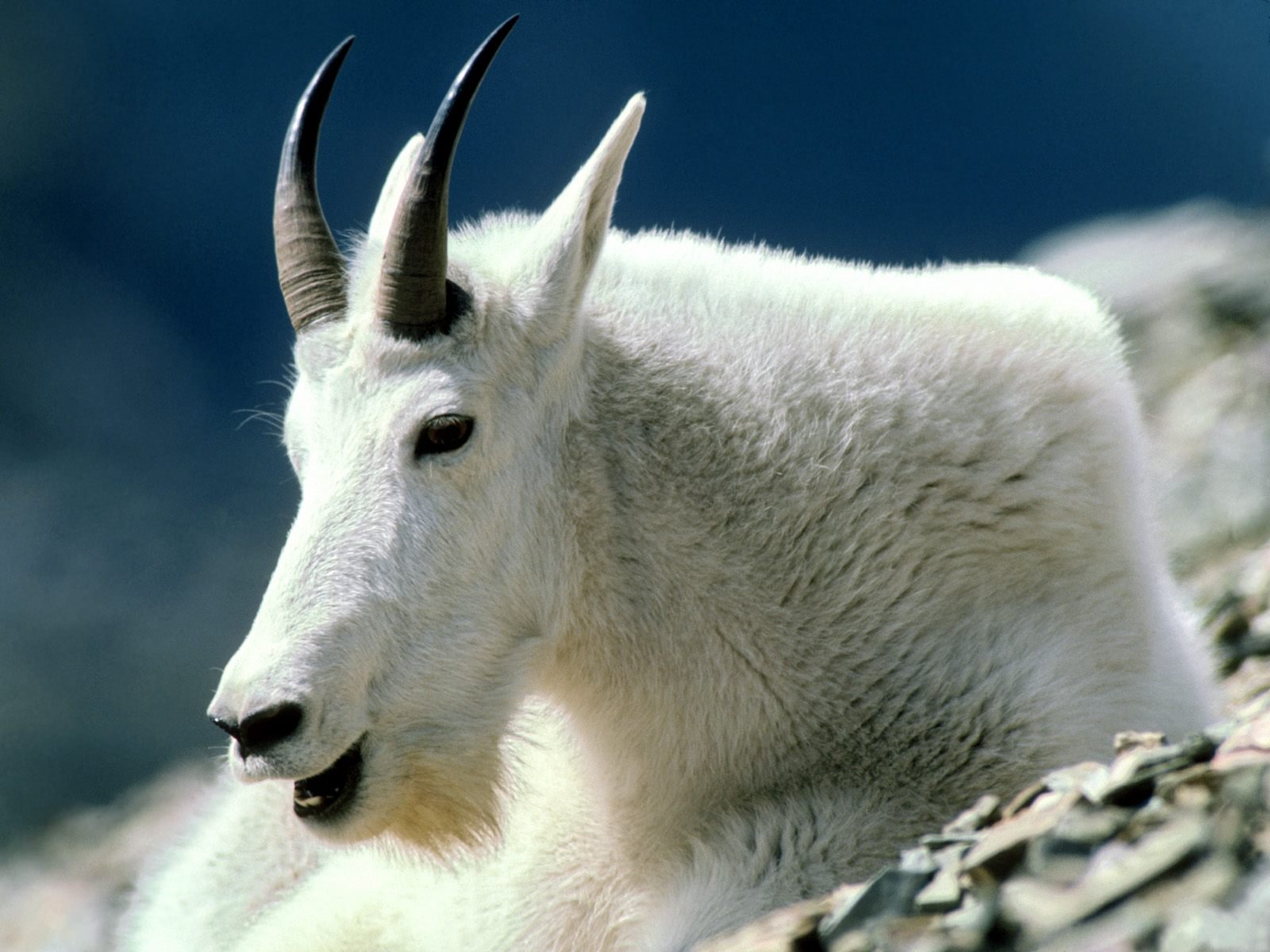 Mountain Goat HD Background Wallpaper 