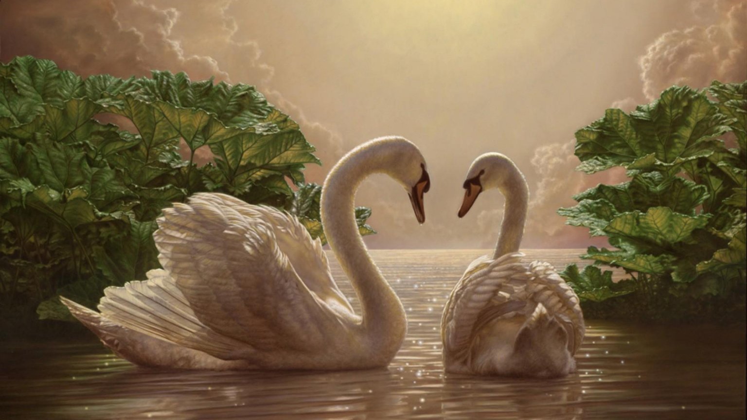 Animal Mute swan HD Wallpaper