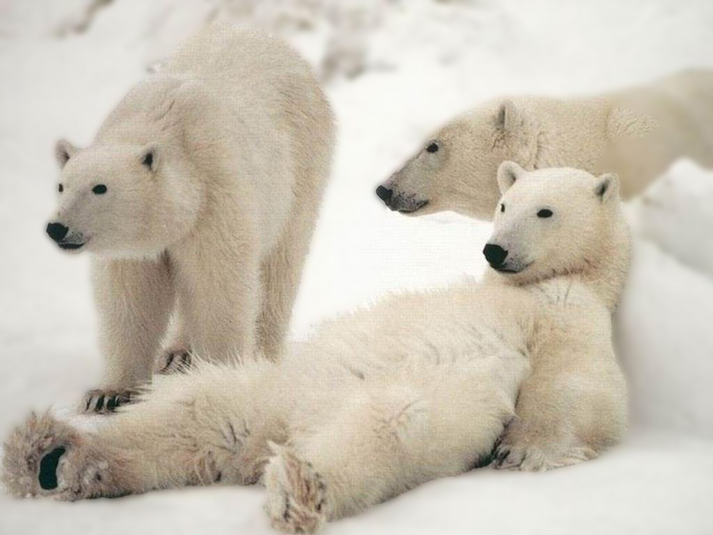 Polar Bear Desktop Wallpaper 