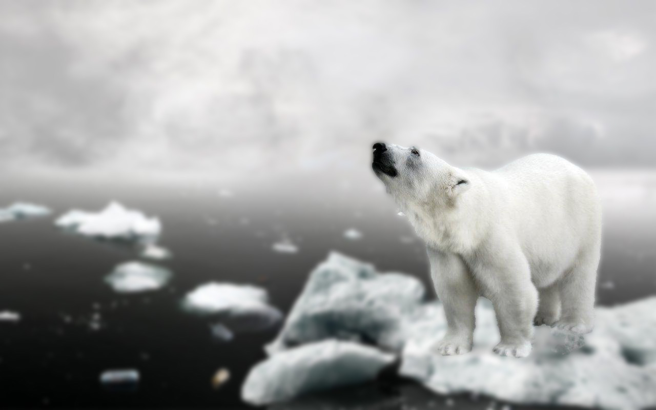 Polar Bear HQ Background Wallpaper 