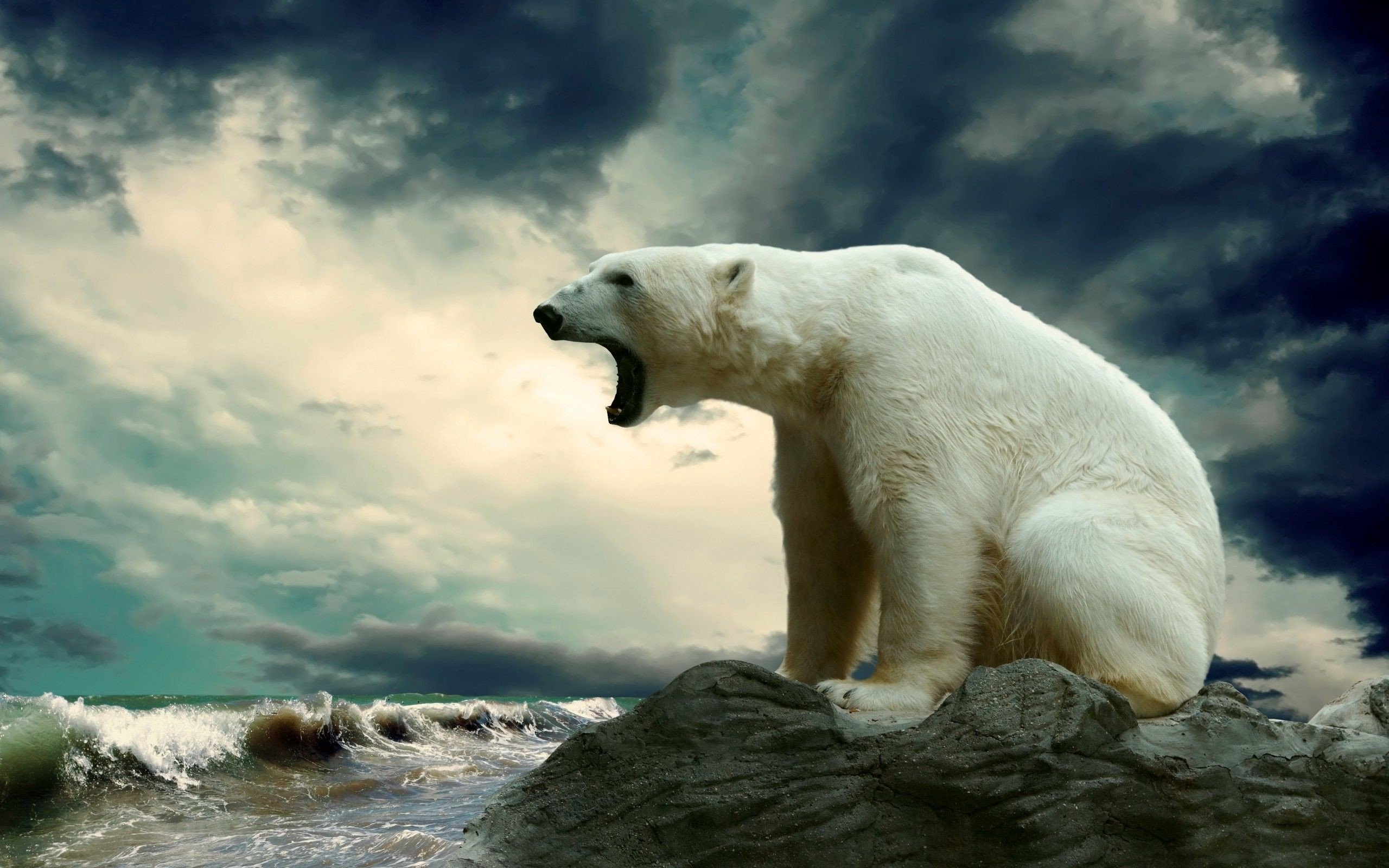 Polar Bear Wallpaper 2560x1600 