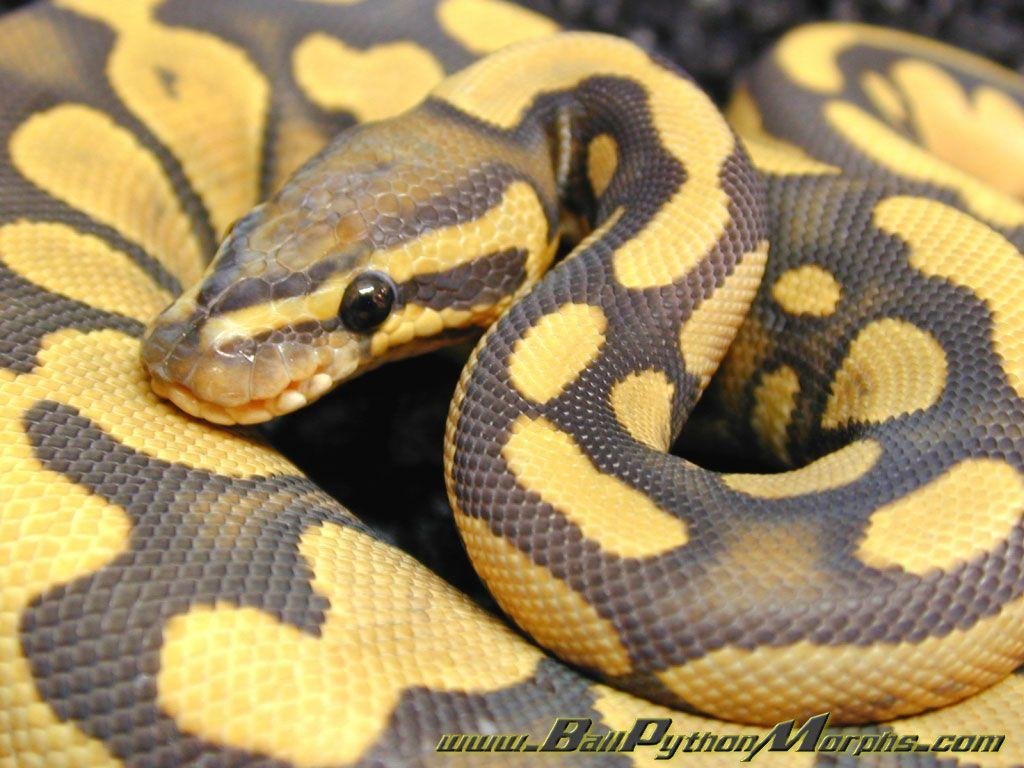 Python Snake HD Desktop Wallpaper 