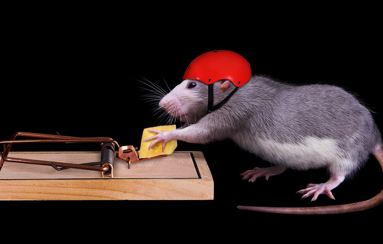 Rat Background Wallpaper.