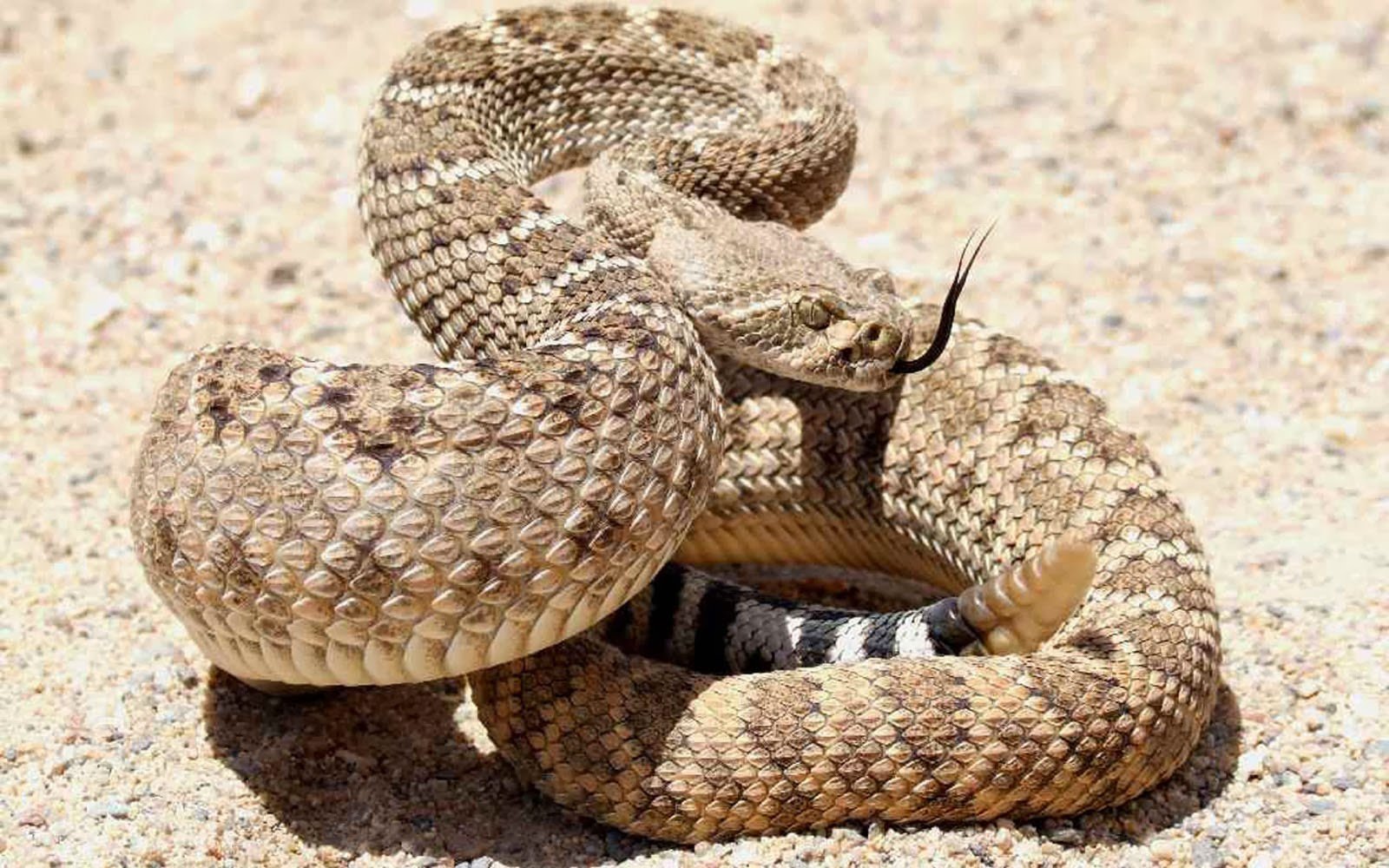 Песчаная сестрица гадюки. Гадюка гремучая змея. Техасский гремучник змея. Гремучая змея (гремучник). Гремучая змея Мохаве.