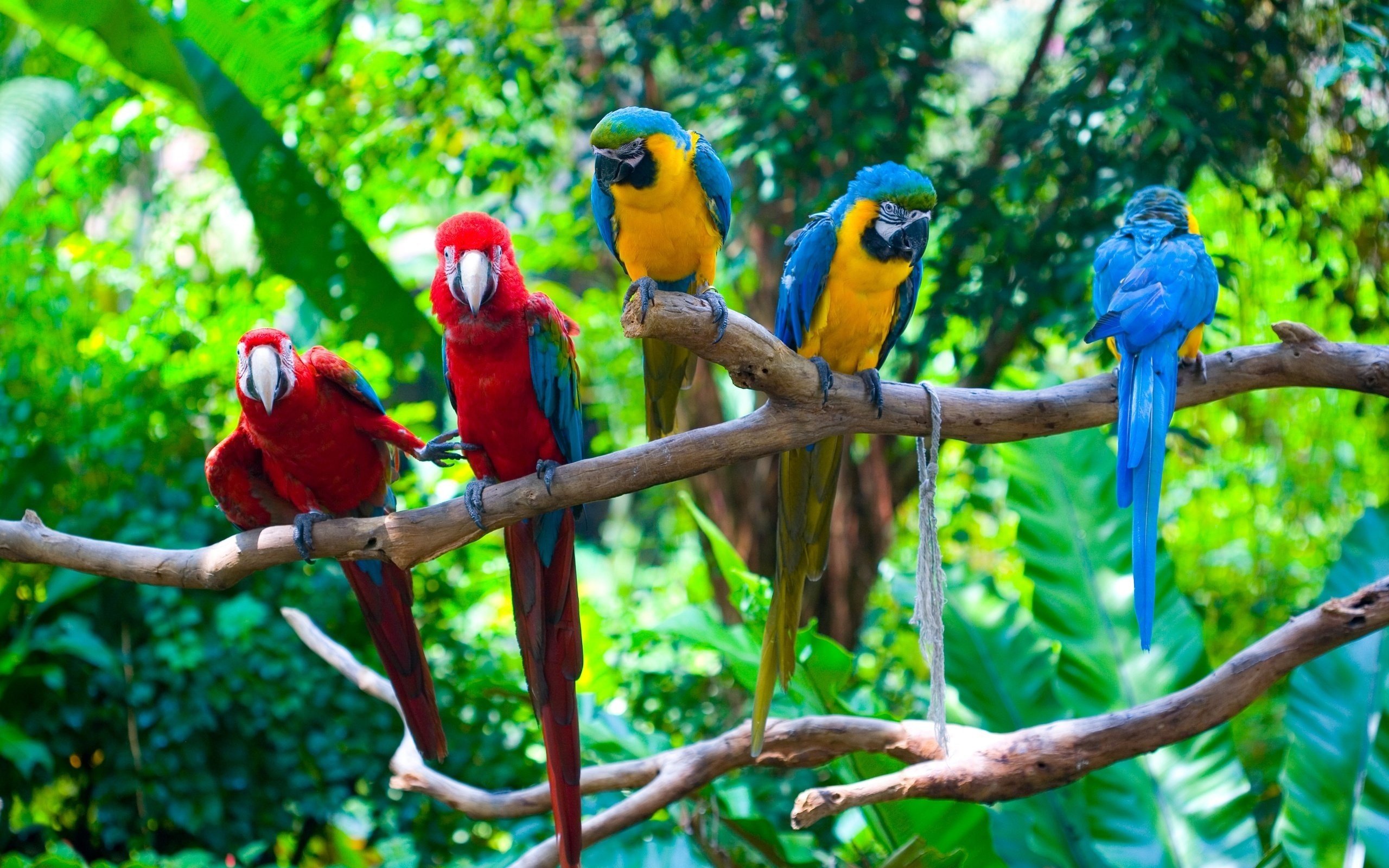 Red And Green Macaw Background Wallpapers 