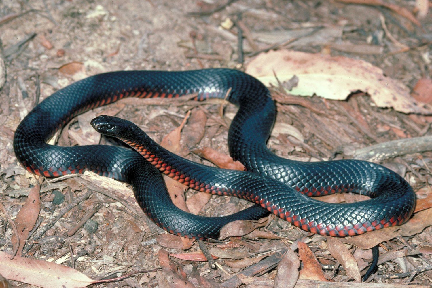 Red Bellied Black Snake Best Wallpaper 