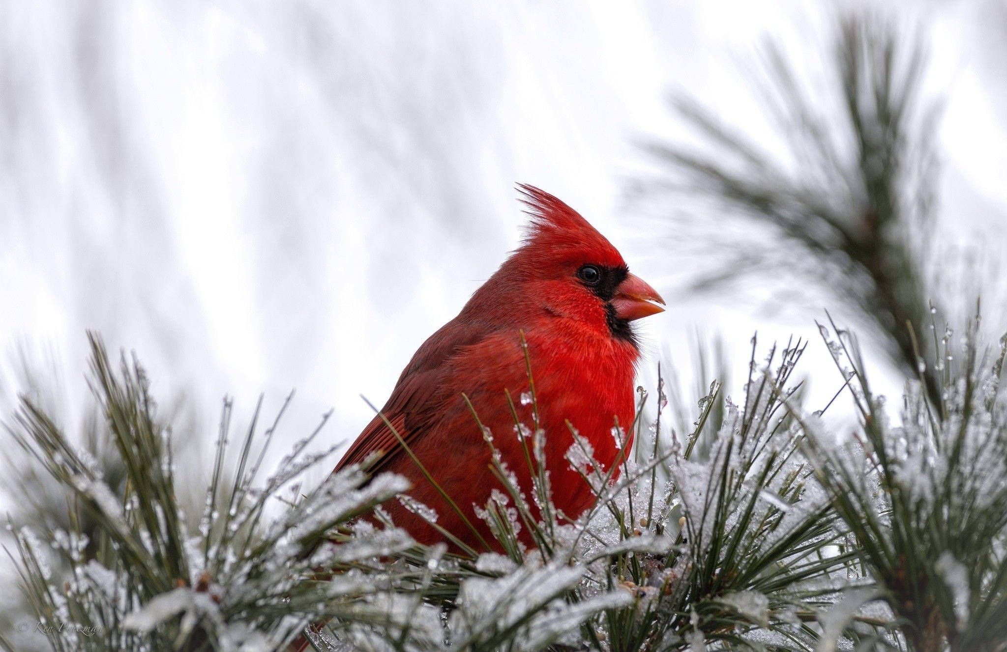 Red Crested Cardinal Desktop Widescreen Wallpaper 