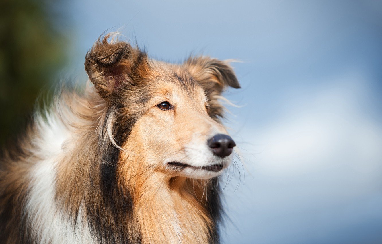 Rough Collie Widescreen Wallpapers 