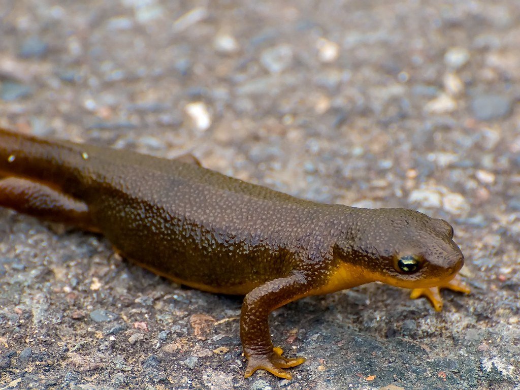 Rough Skinned Newt Widescreen Wallpapers 