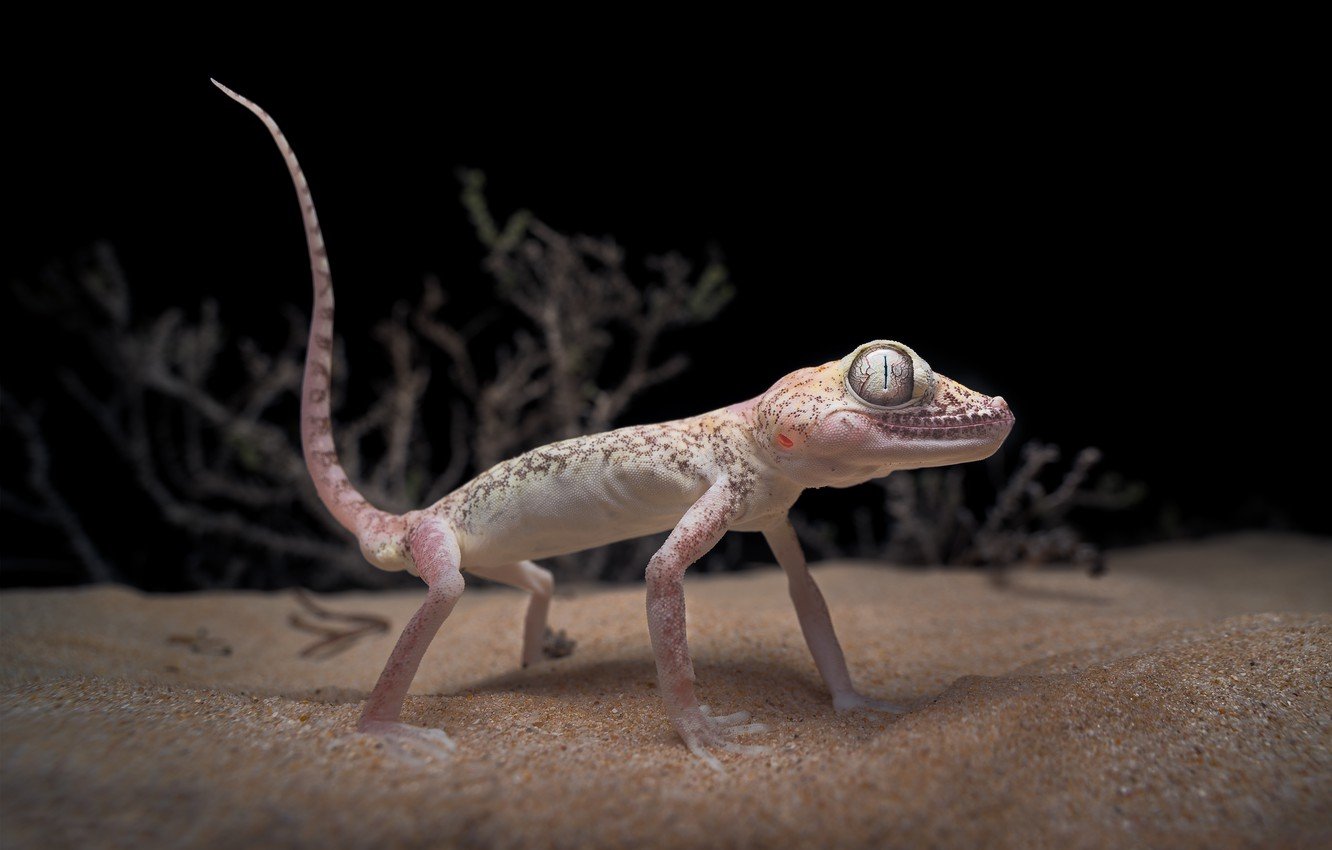 Sand Lizard Desktop Wallpaper 