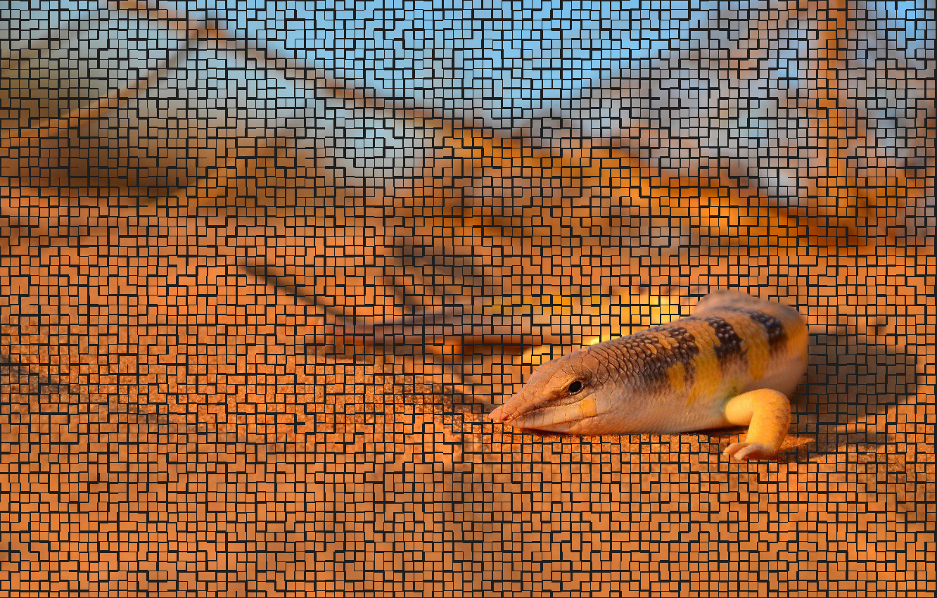 Sand Lizard HD Wallpaper 
