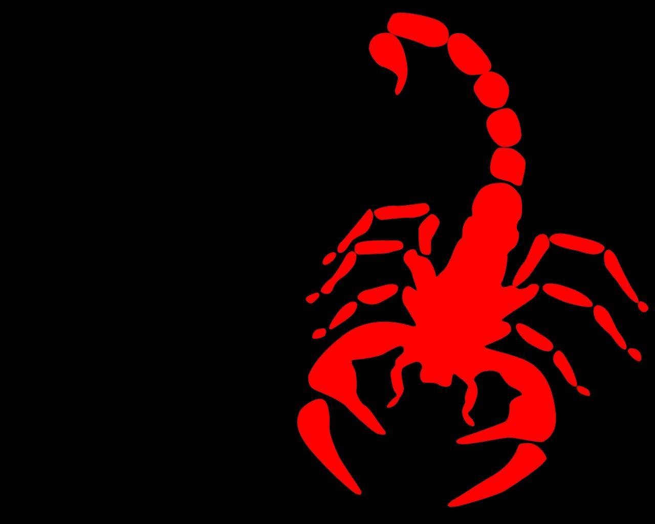 Scorpion Animal Best HD Wallpaper 