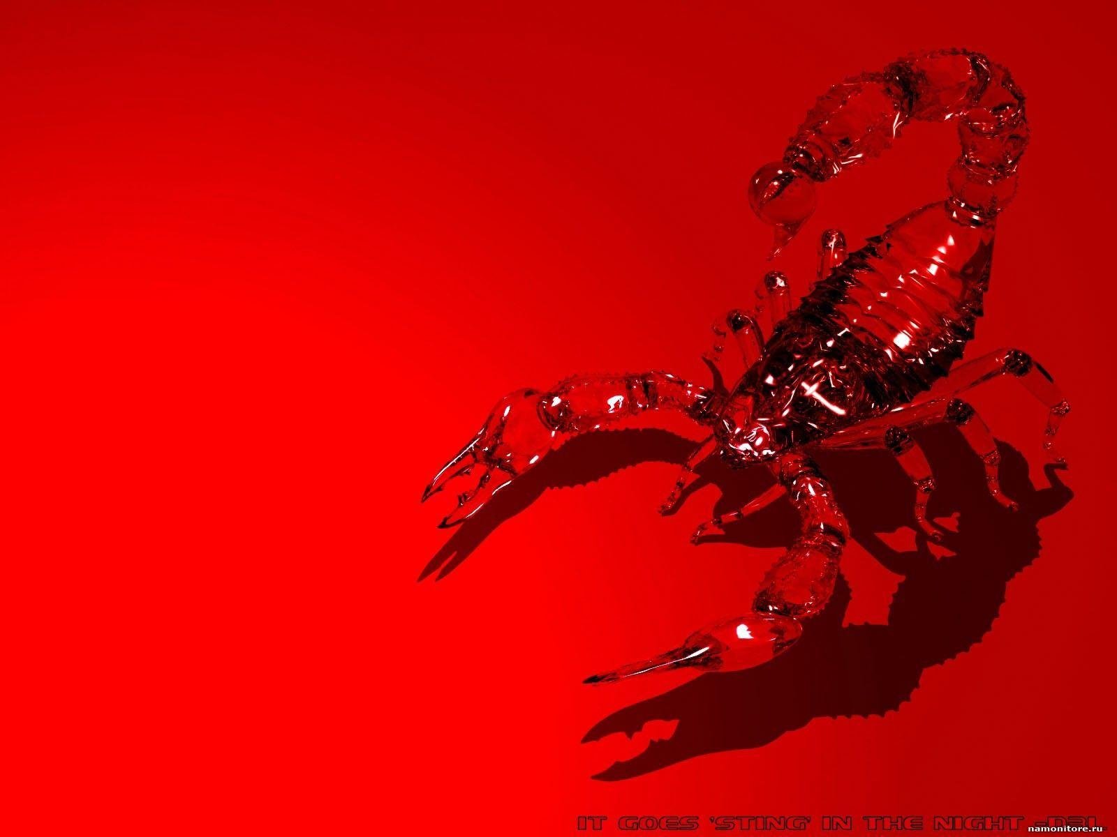 Scorpion Animal Wallpaper 1600x1200 