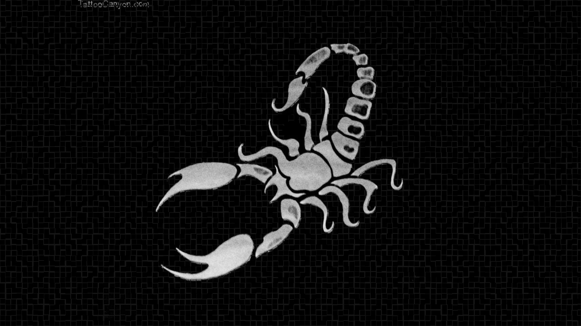 Scorpion Animal Wallpaper 1920x1080 