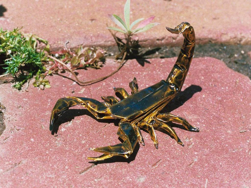 Animals scorpions. Арабский толстохвостый Скорпион. Императорский Скорпион. Красивый Скорпион. Скорпион в природе.