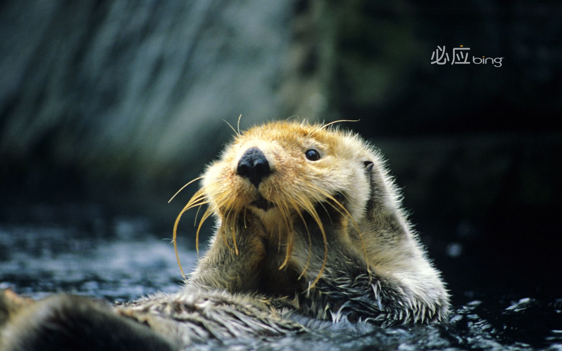 Sea Otter Background HD Wallpapers 