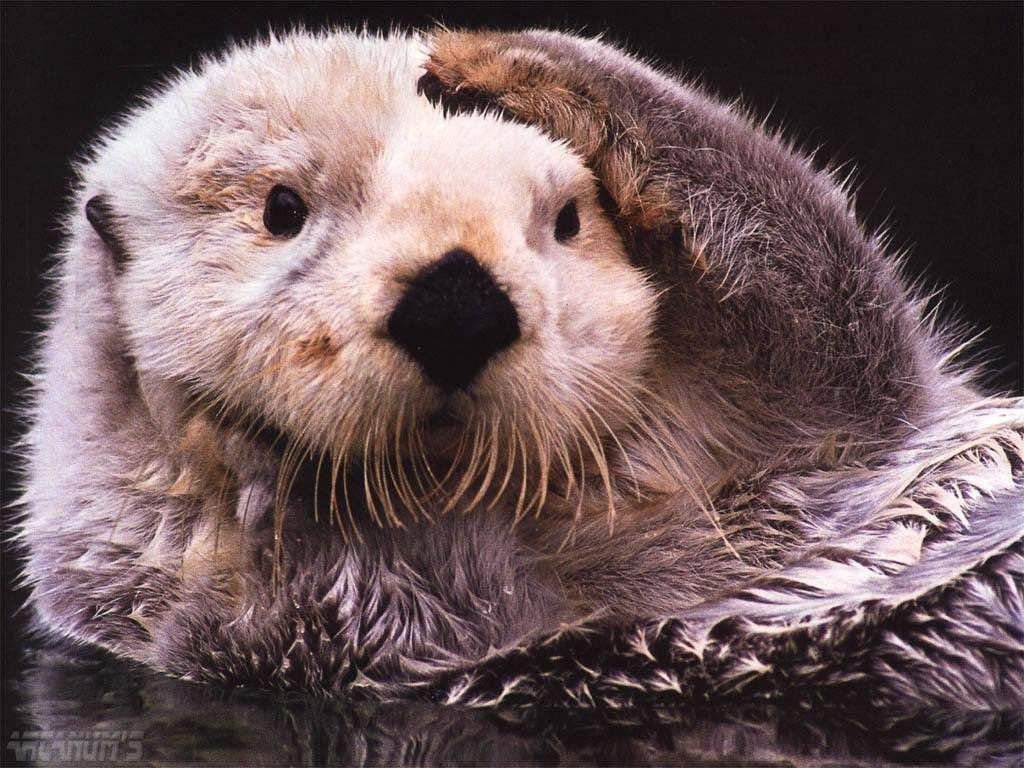 Sea Otter Background Wallpaper 