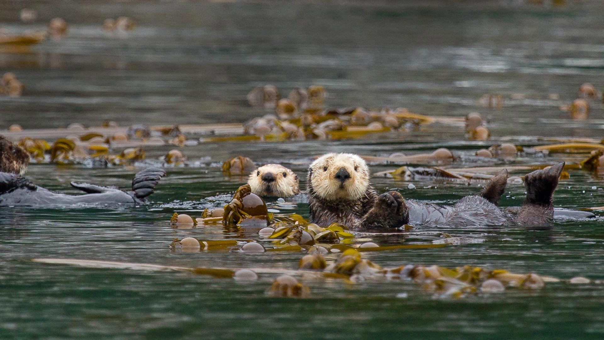 Sea Otter Best HD Wallpaper 