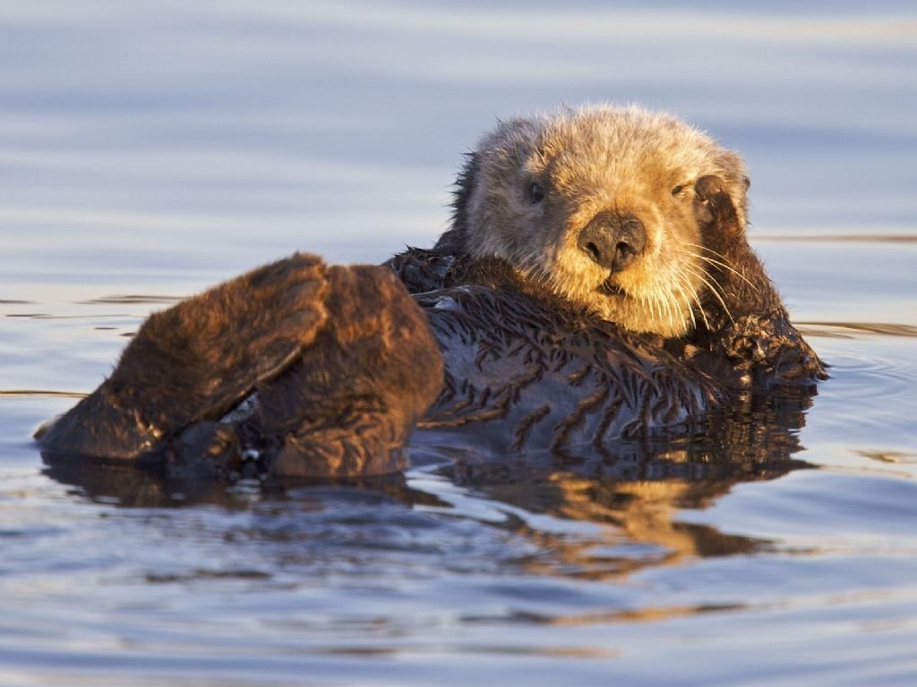 Sea Otter Best Wallpaper 